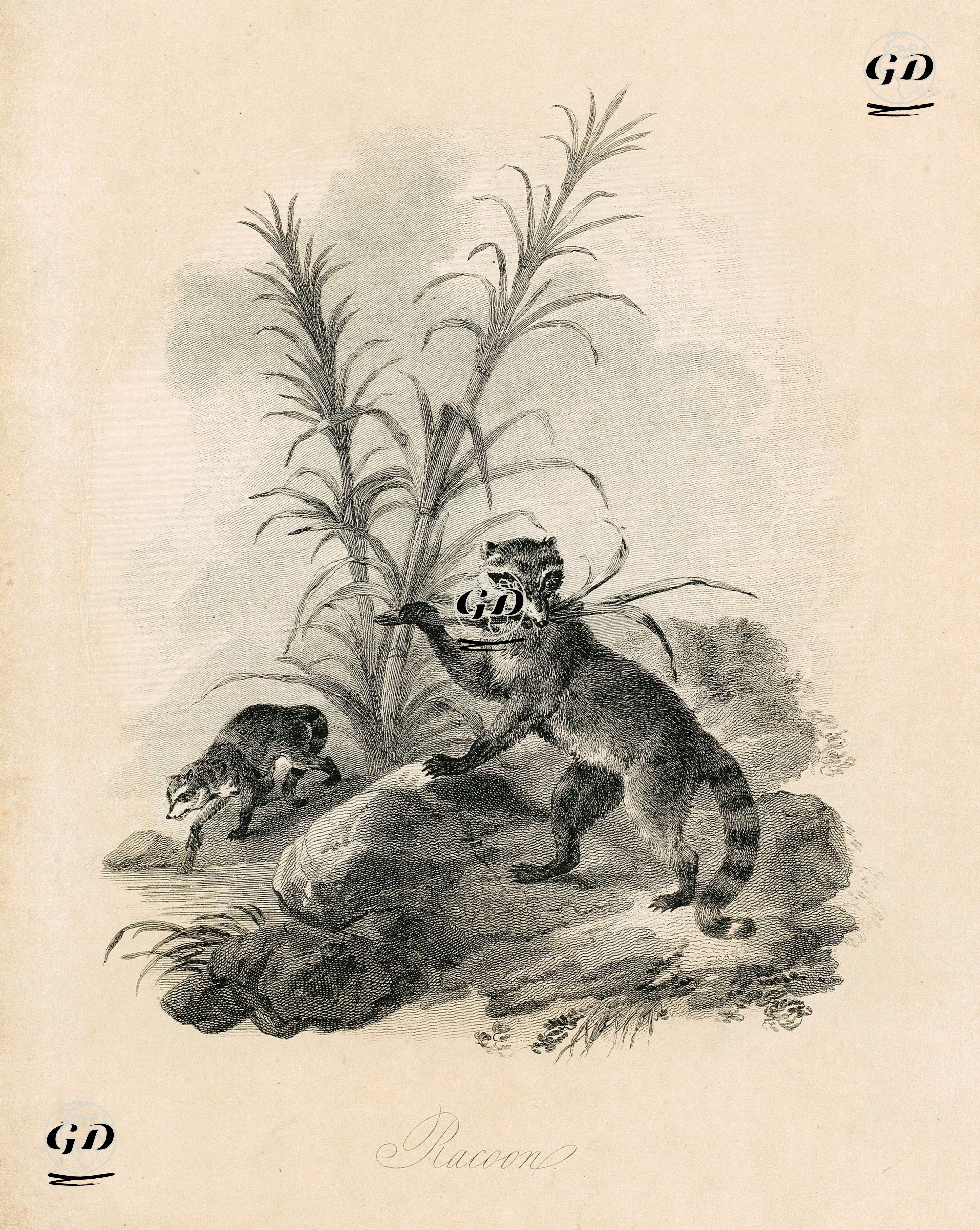 Rakun -  - 1870's