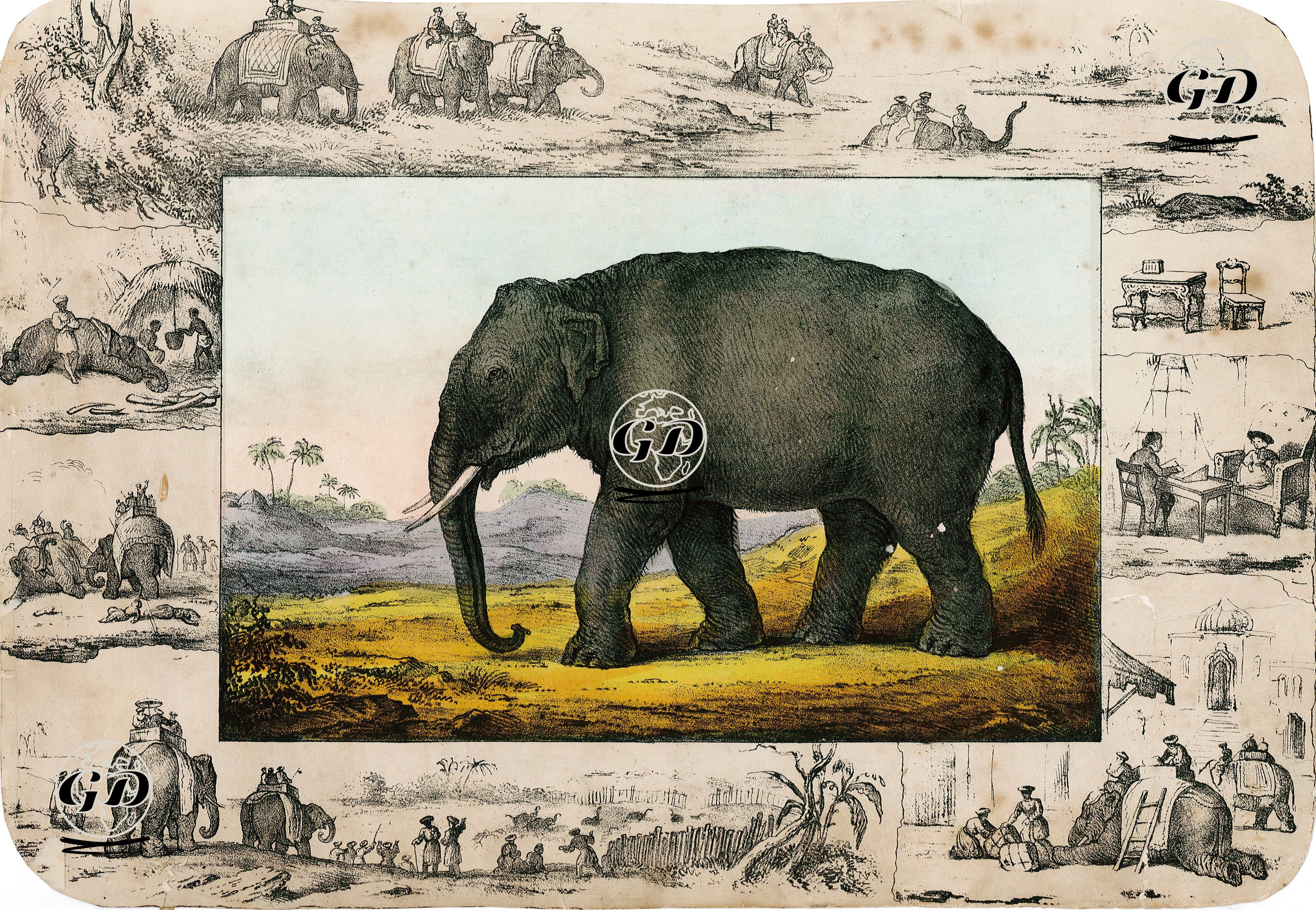 Elephant -  - 1870's