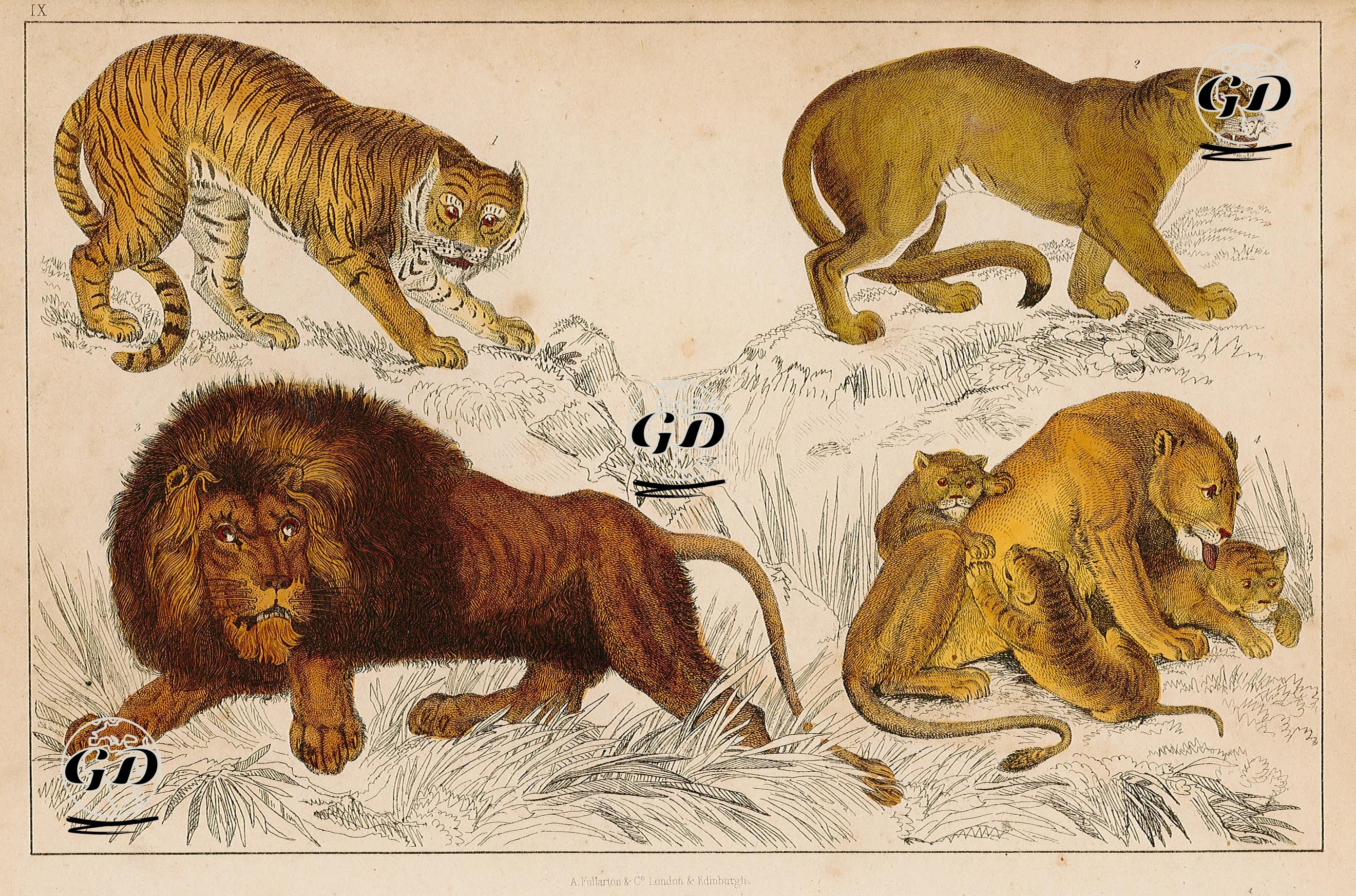 Kaplan, Puma(Dağ Aslanı), Erkek Ve Dişi Aslan İle Yavruları -  - 1858