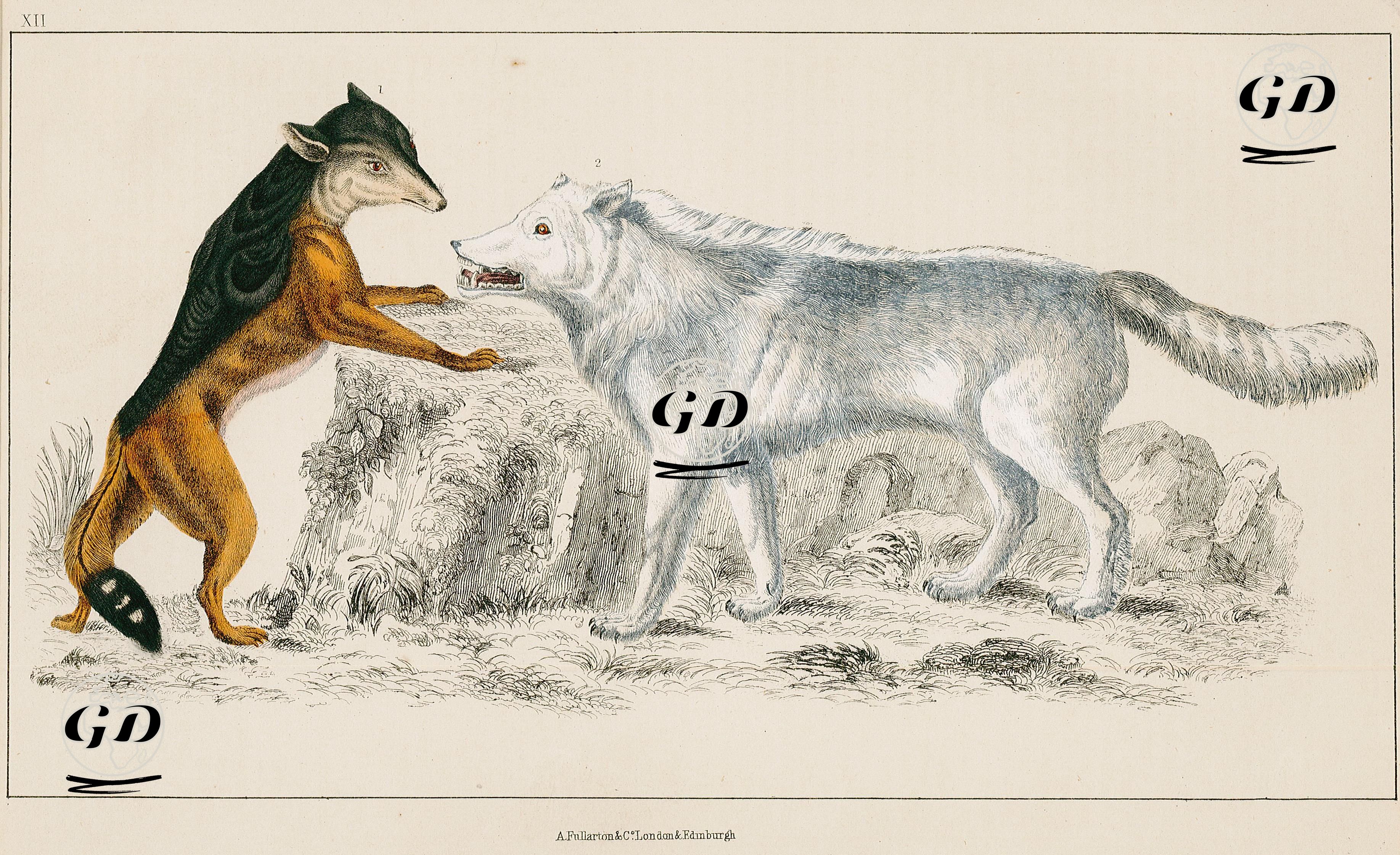 Cape Jackal And American Grey Wolf -  - 1858