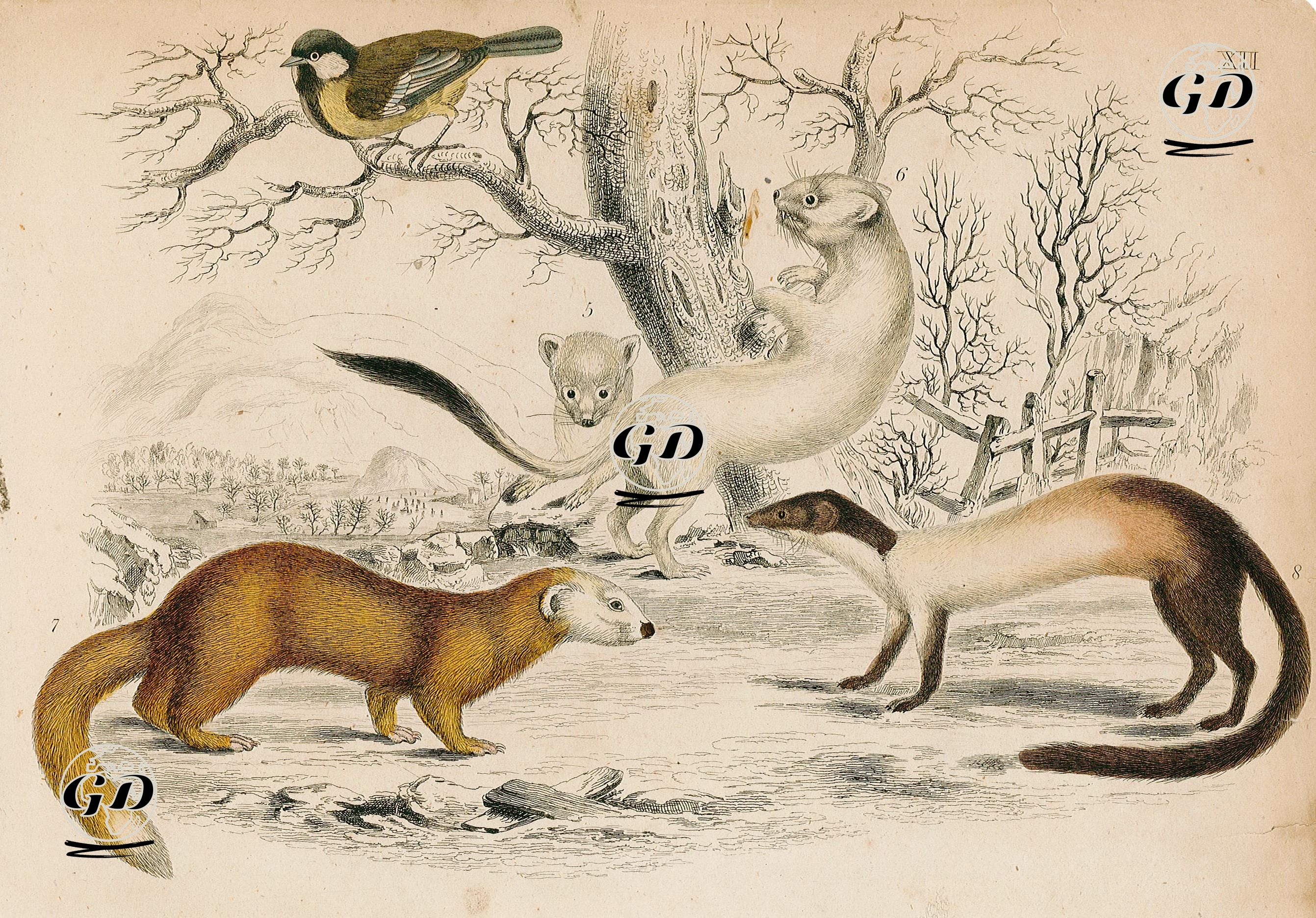 Ermine (Winter), Hardwick's Weasel And Java Ferret -  - 1858