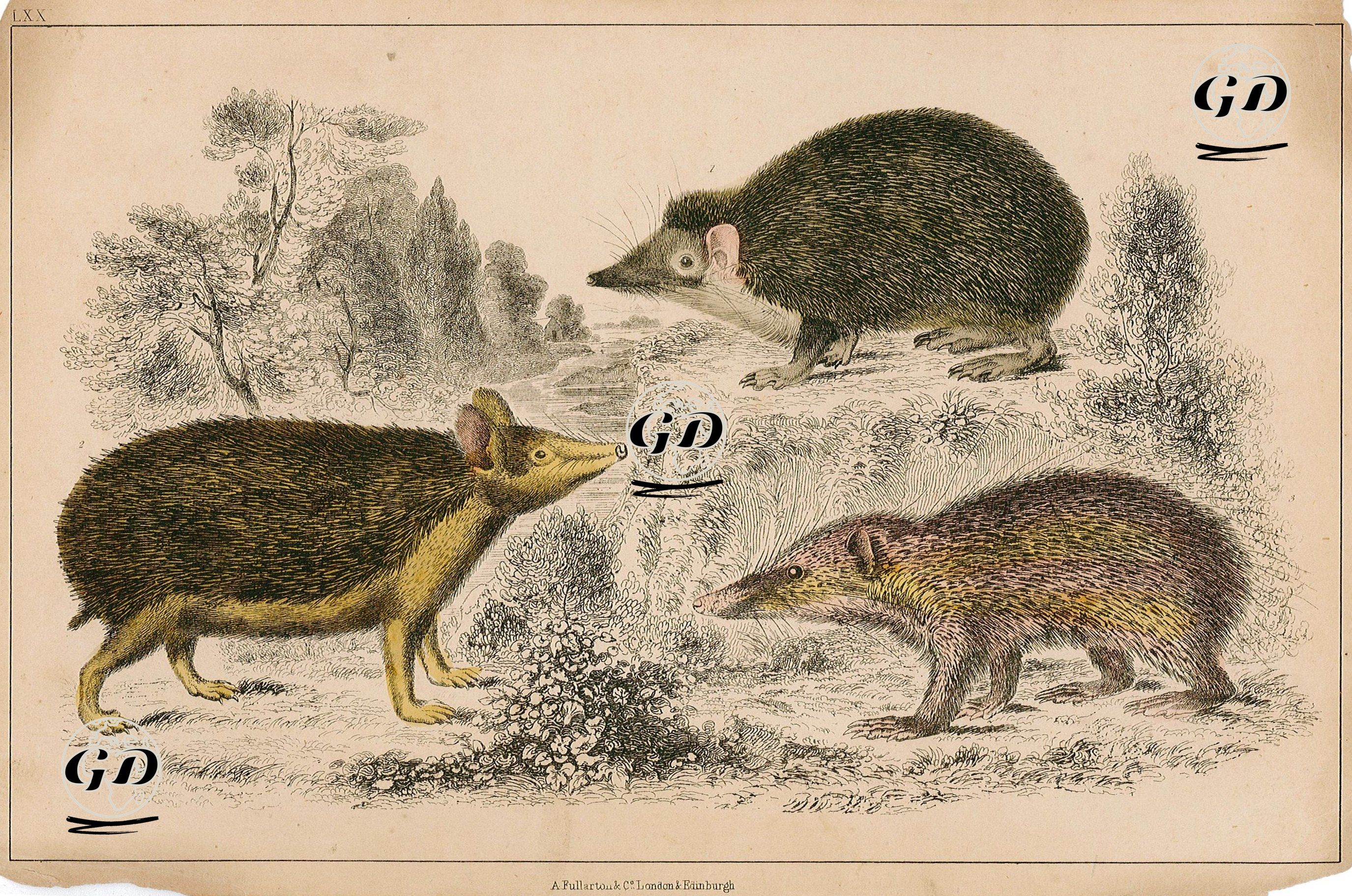 Kara Kirpi, Uzun Kulaklı Kirpi Ve Tenrekgiller -  - 1858
