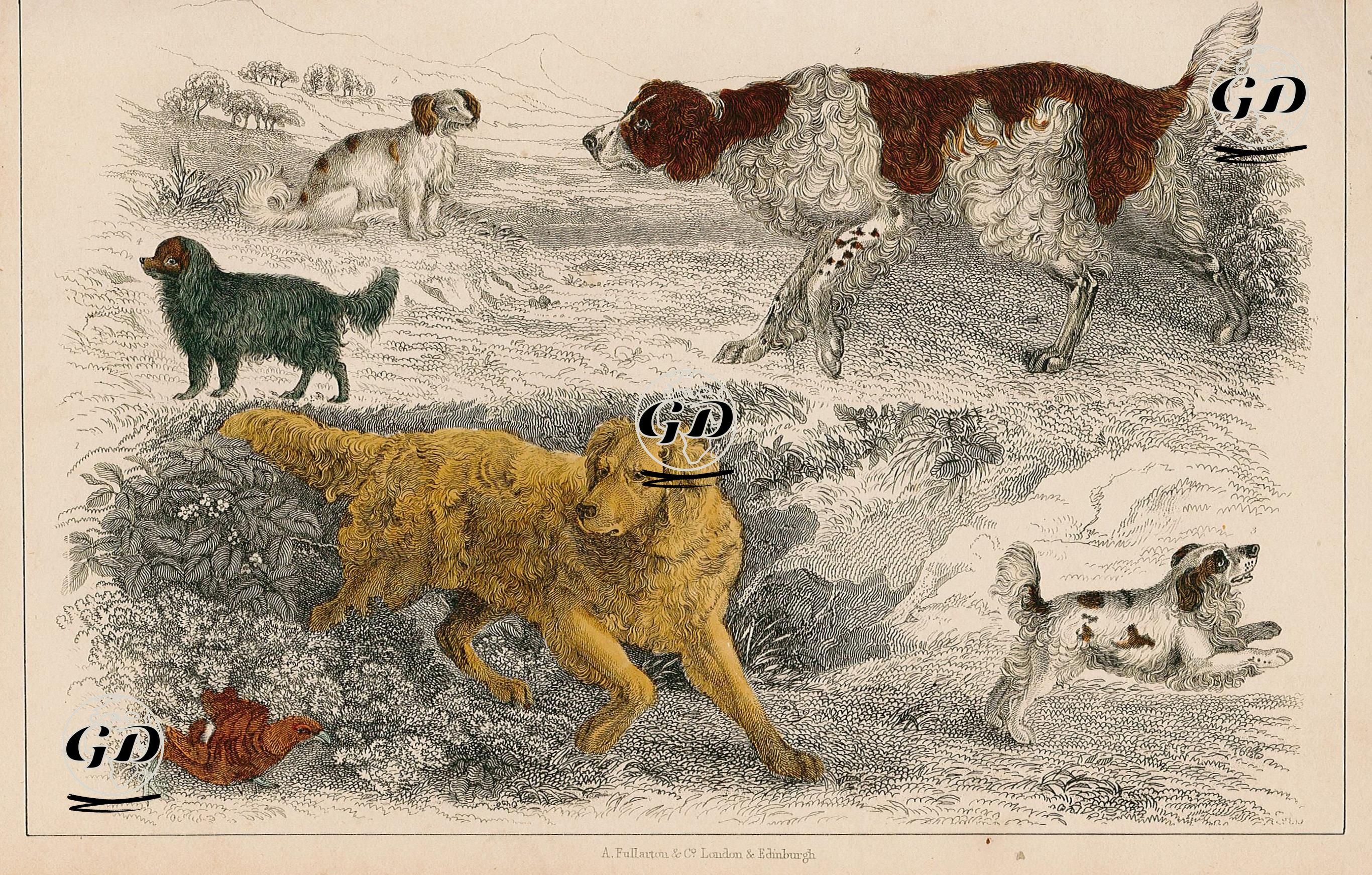 İngiliz Seteri, Cocker Ve King Charles Spaniel, Terrier Maltese -  - 1858