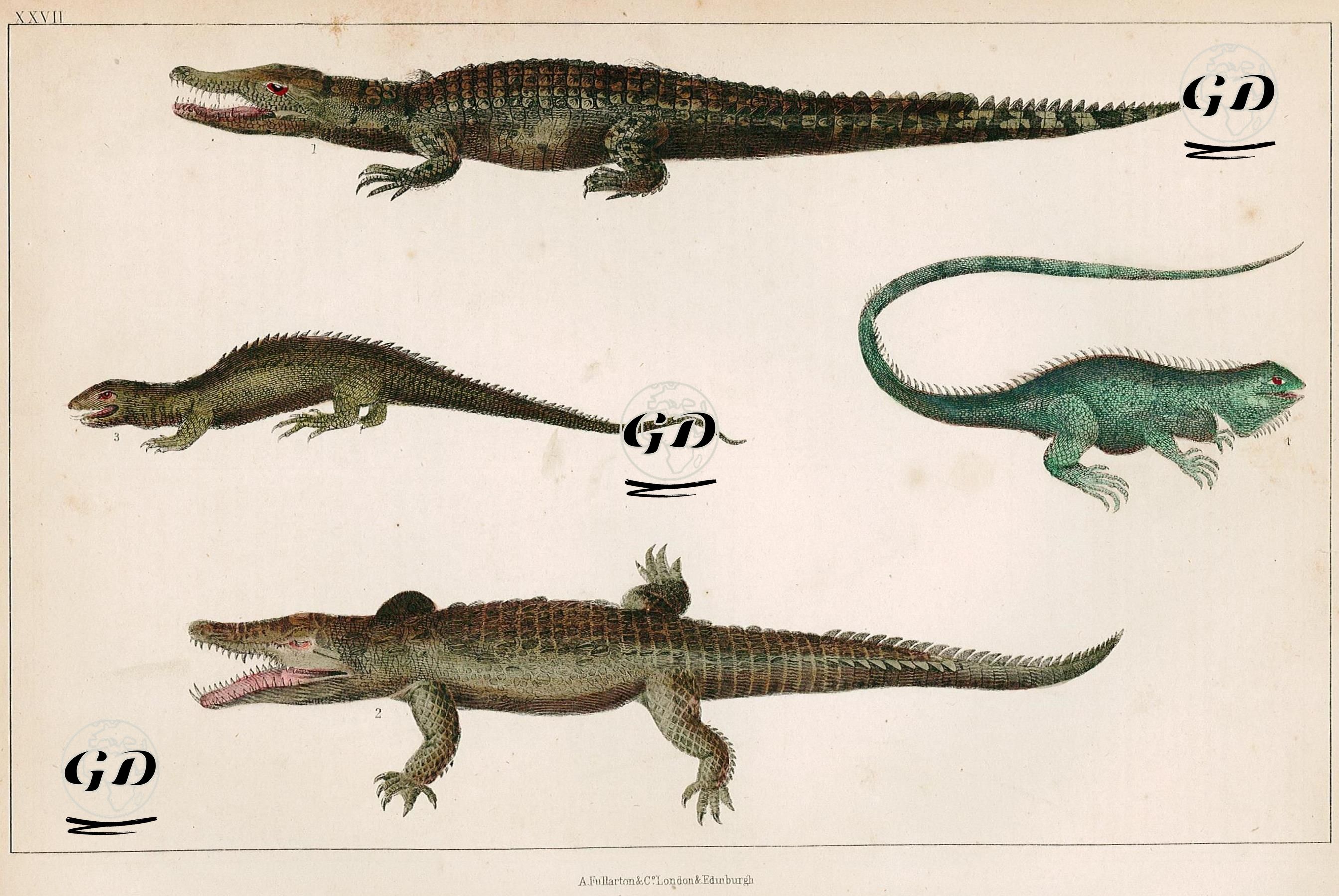 Nil Timsahı, Tupinambis, Sakallı Ejder Ve İguana -  - 1858