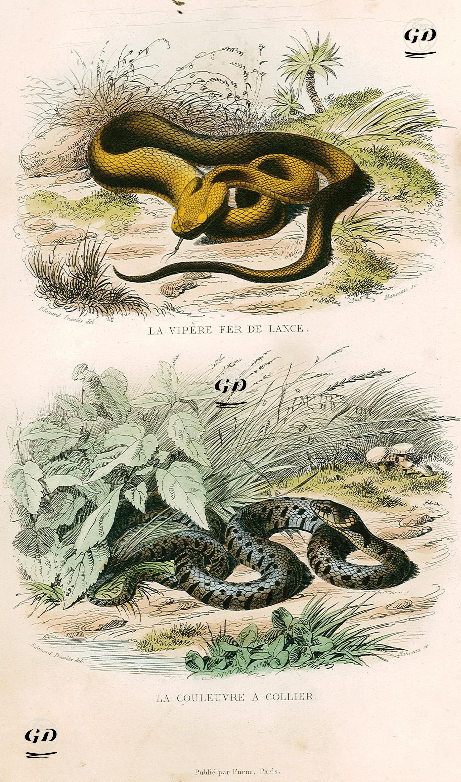 Bothrops Asper Yılanı-Yarı Sucul Yılan - Edouard Travies (1809-1865)-Georges Buffon (1707-1788) - 1845