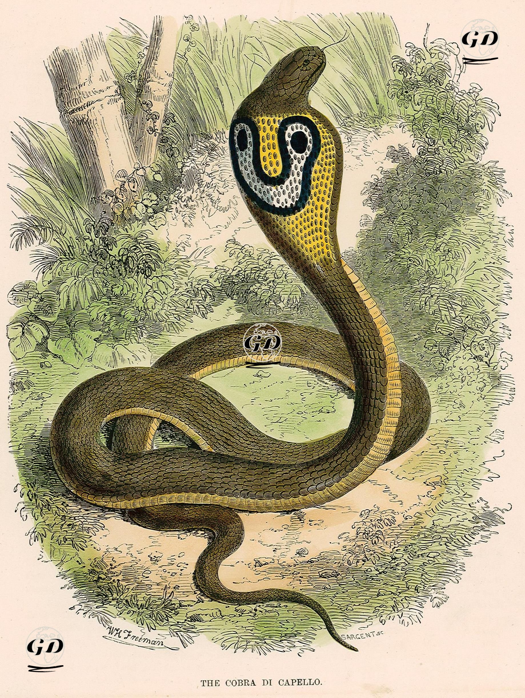 Kobra - W.H.Freeman - 1880