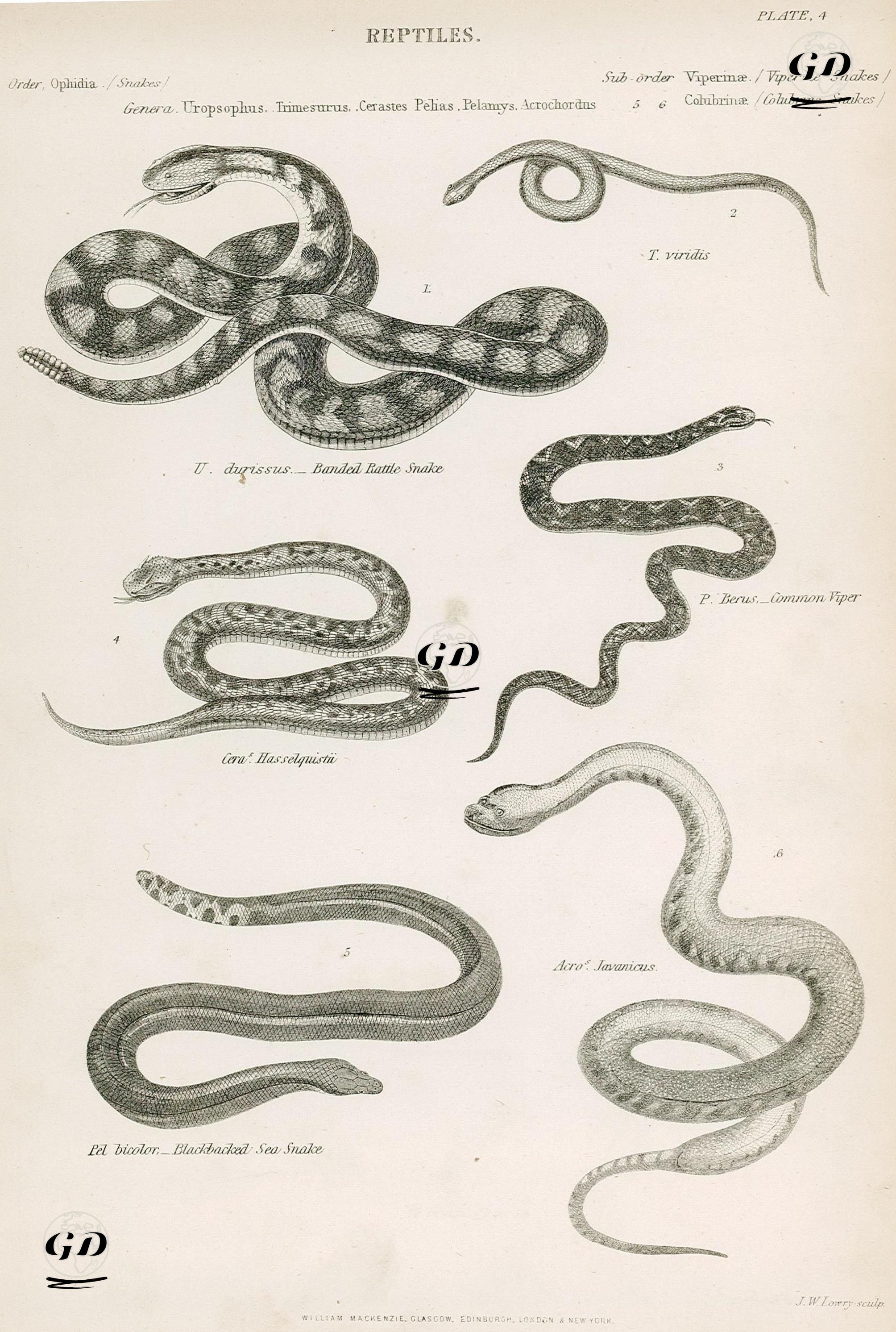 Sürüngenler-1.Çıngıraklı Yılan 2.Viridis 3.Bayağı Engerek 4.Cera Hasselquistü 5.Kara Sırtlı Su Yılanı
 6.Acro Javanicus -  - 1850's