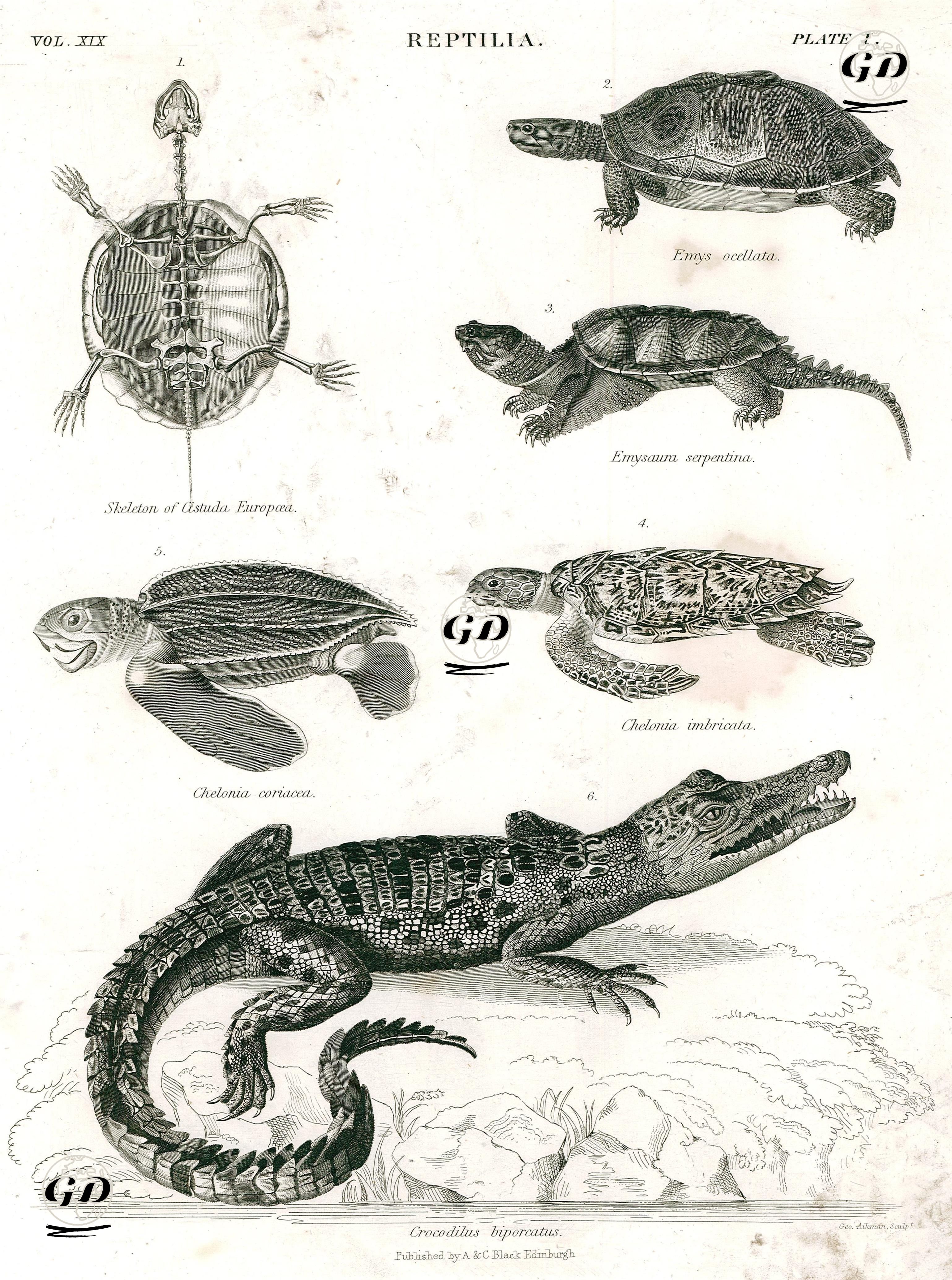 Sürüngenler-1.Kaplumbağa İskeleti 2.Benekli Kaplumbağa 3.Chelydra Serpentina 4. Coriacea 
Kaplumbağası 5.Caretta 6.Timsah -  - 1814