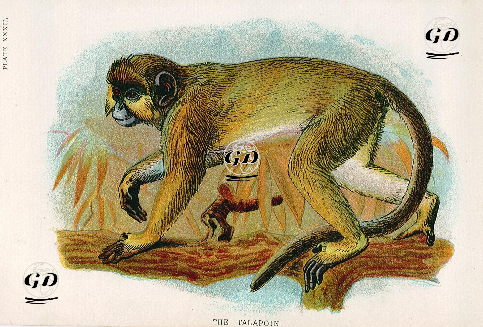 Talapoin -  - 1896-1897