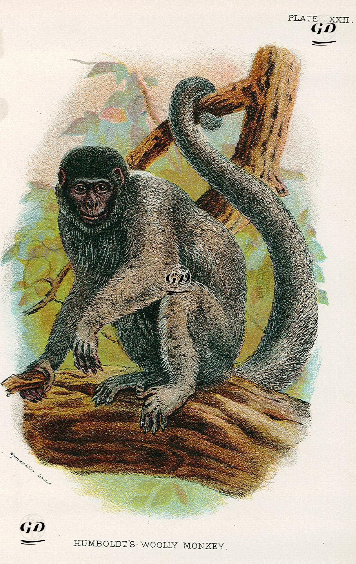 Humboldt Tüylü Maymun -  - 1896-1897