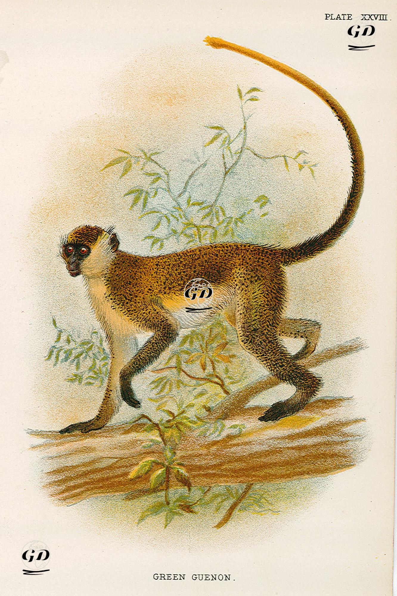 Green Guenon -  - 1896-1897