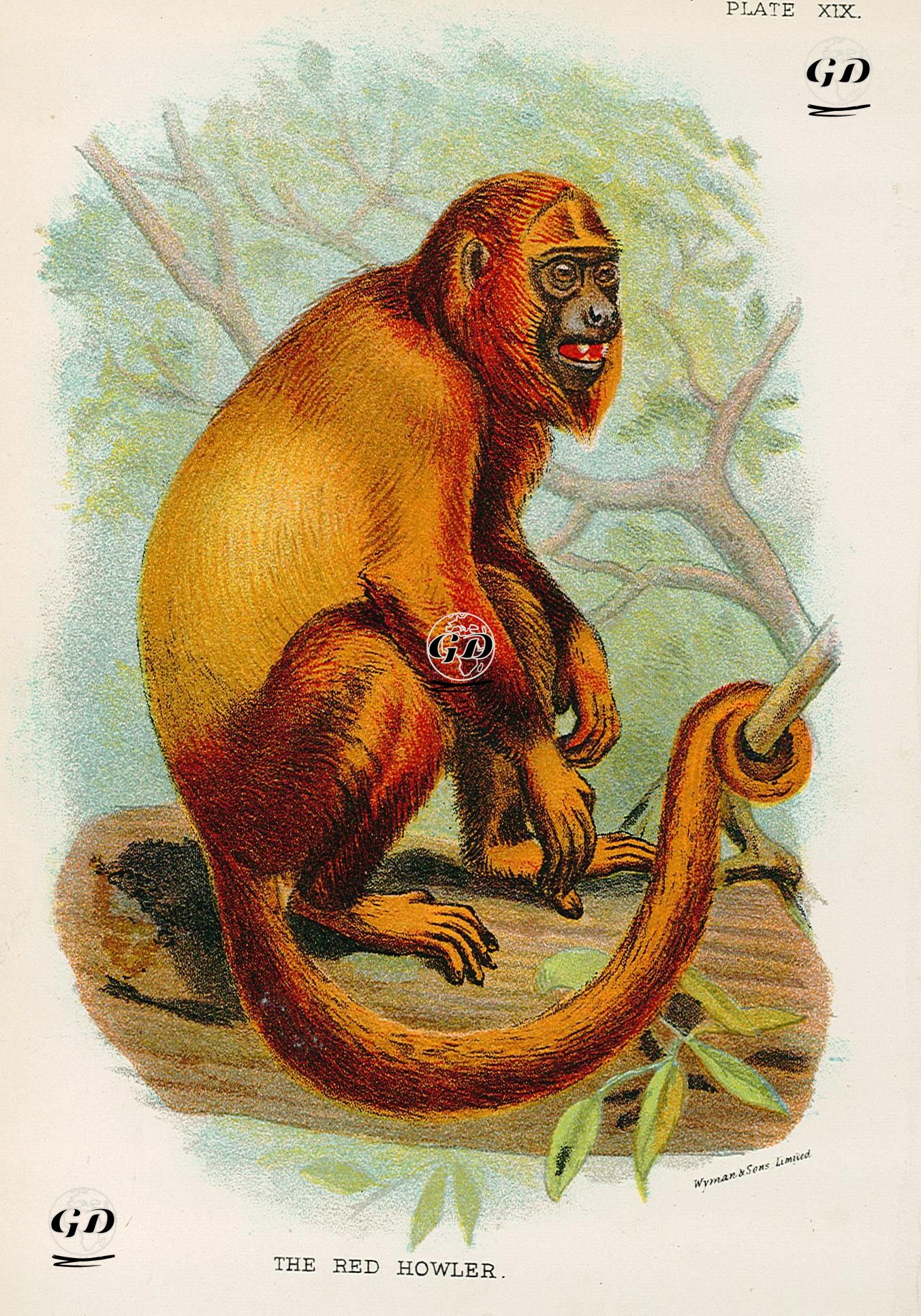 The Red Howler -  - 1896-1897