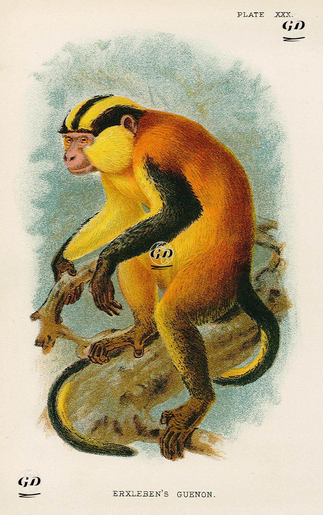 Erxleben Guenon Maymunu -  - 1896-1897