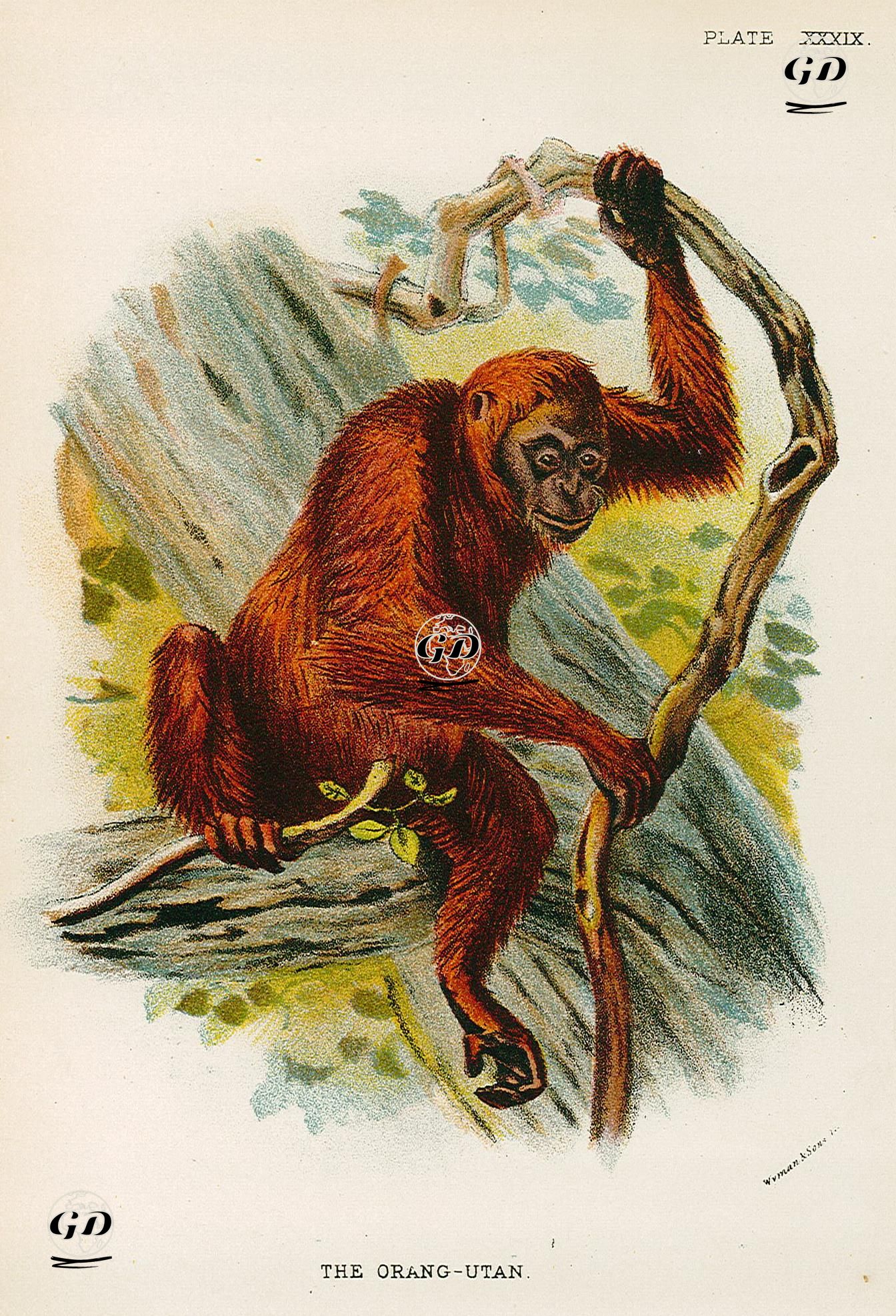 Orangutan -  - 1896-1897