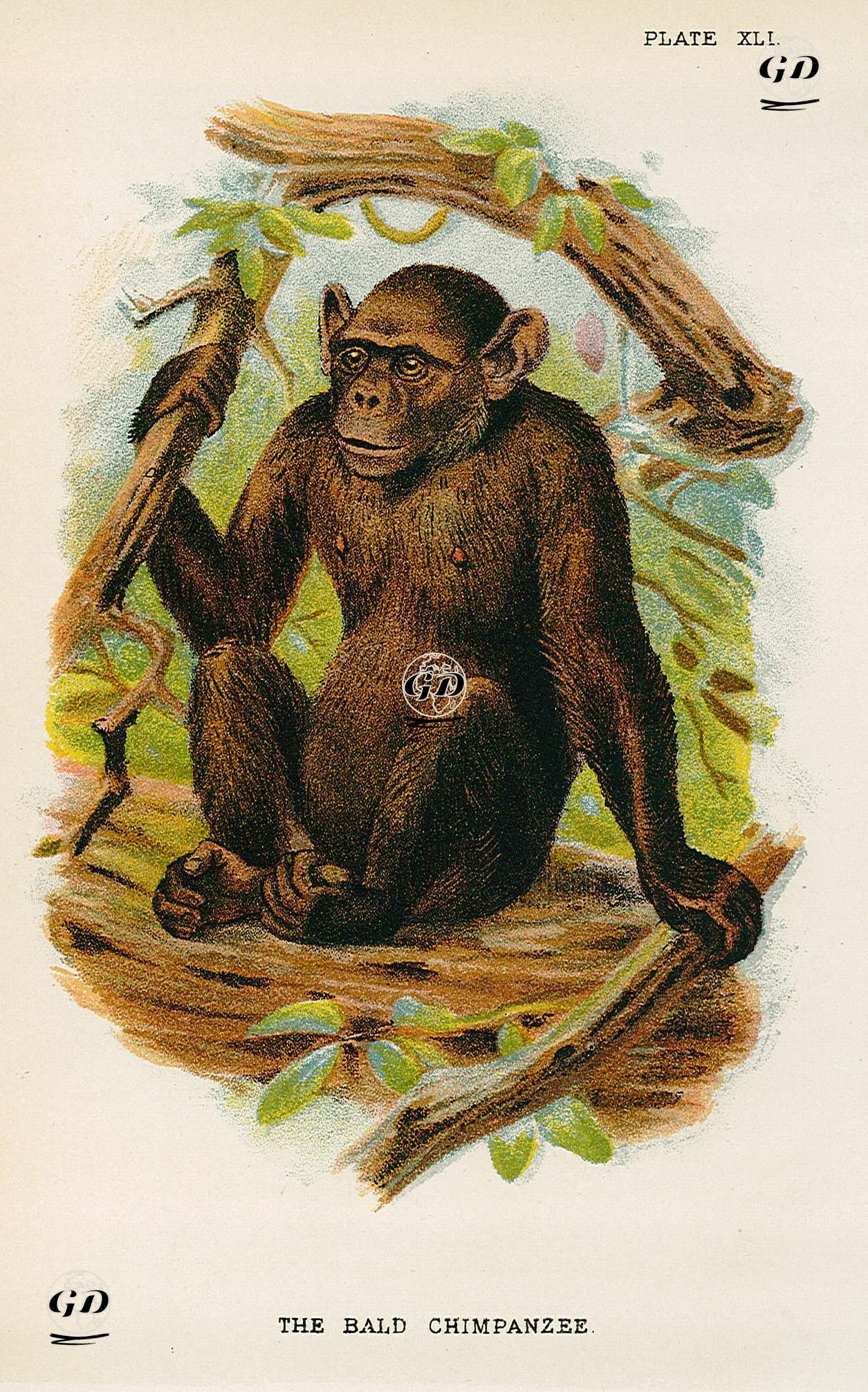 Kel Şempanze -  - 1896-1897