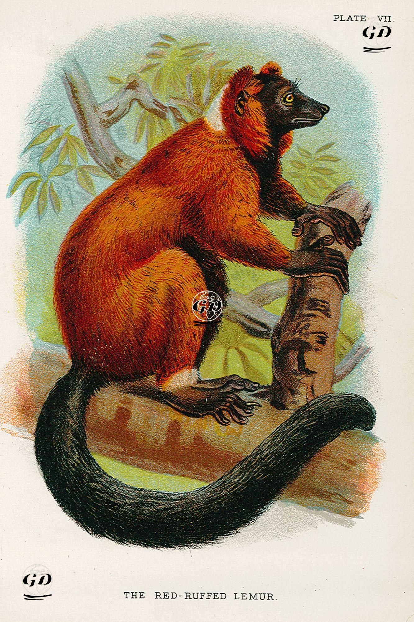 Kırmızı Yakalı Lemur -  - 1896-1897