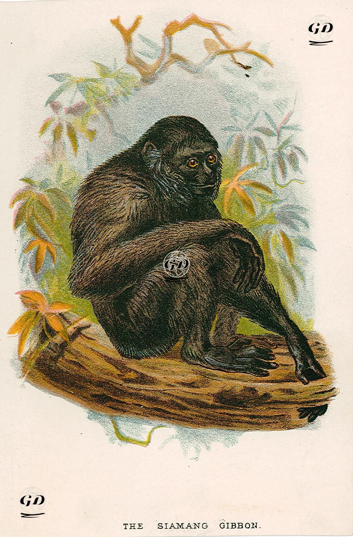 The Siamang Gibbon -  - 1896-1897