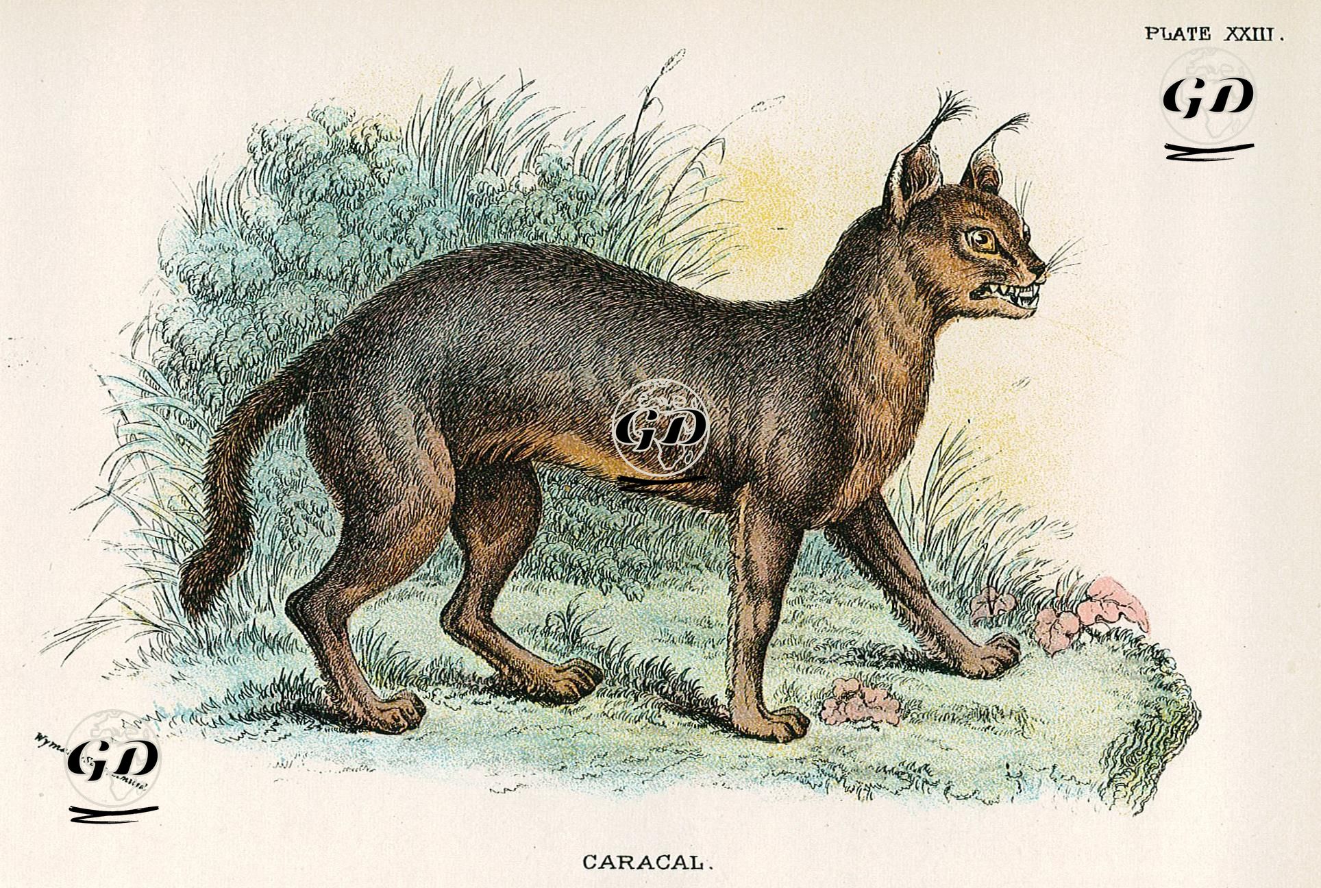 Karakulak -  - 1896-1897