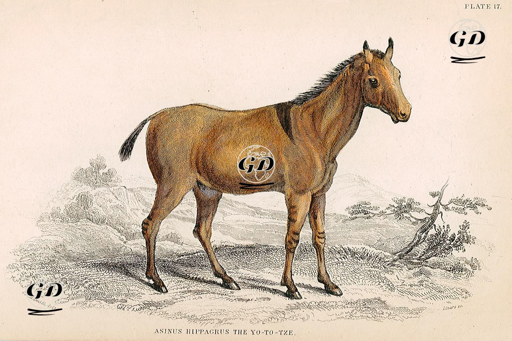 Asinus Hippagrus The Yo-Yo-Tze - Charles Hamilton Smith (1776-1859) - 1830's