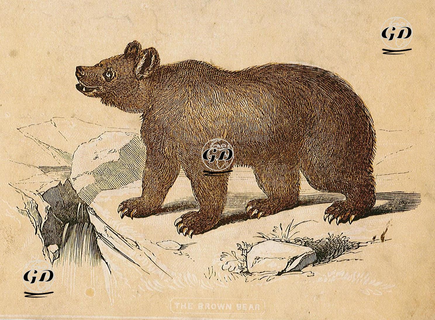 The Brown Bear -  - 1870
