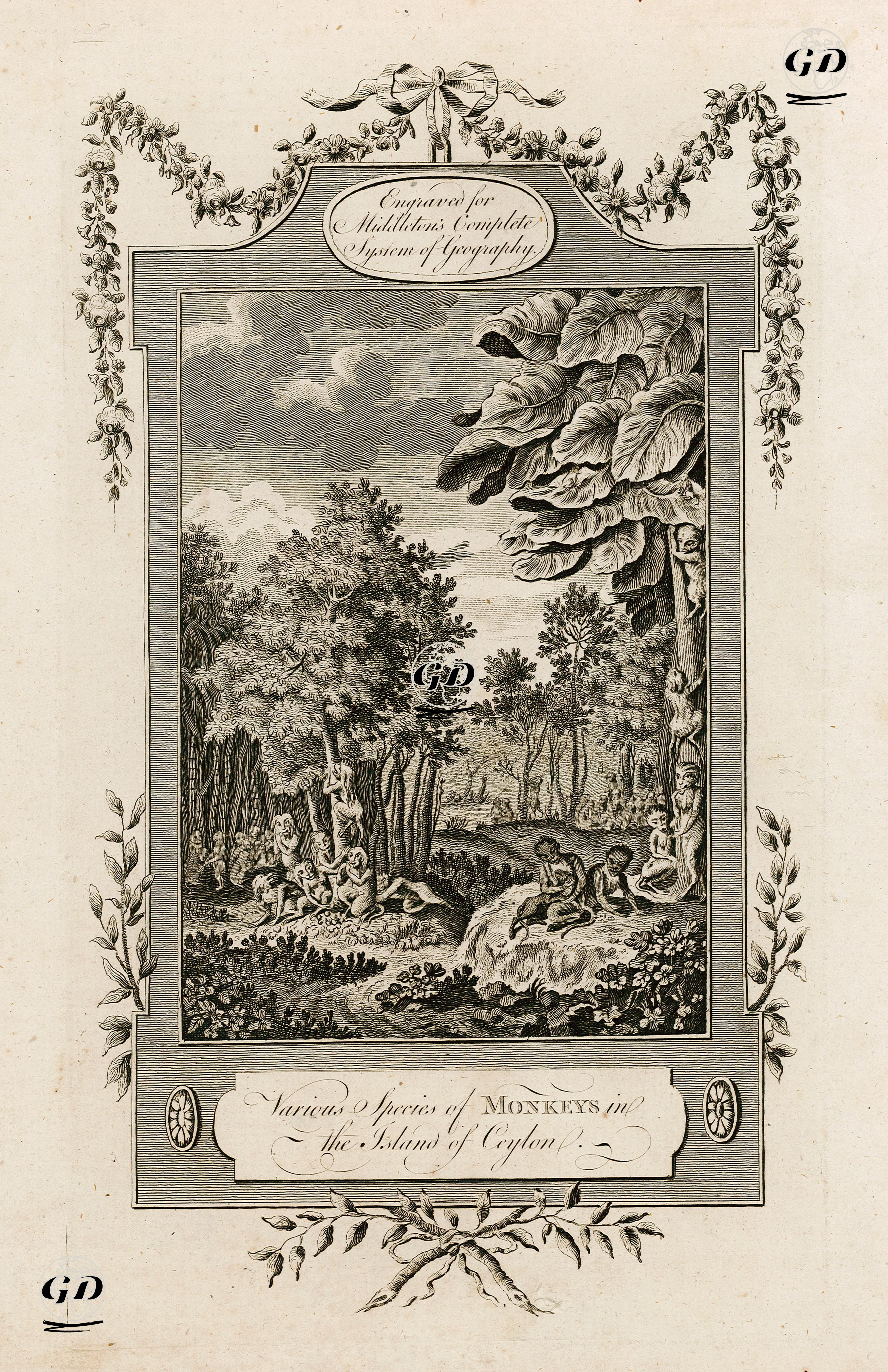 Sri Lanka Adasındaki Maymun Türleri -  - 1777