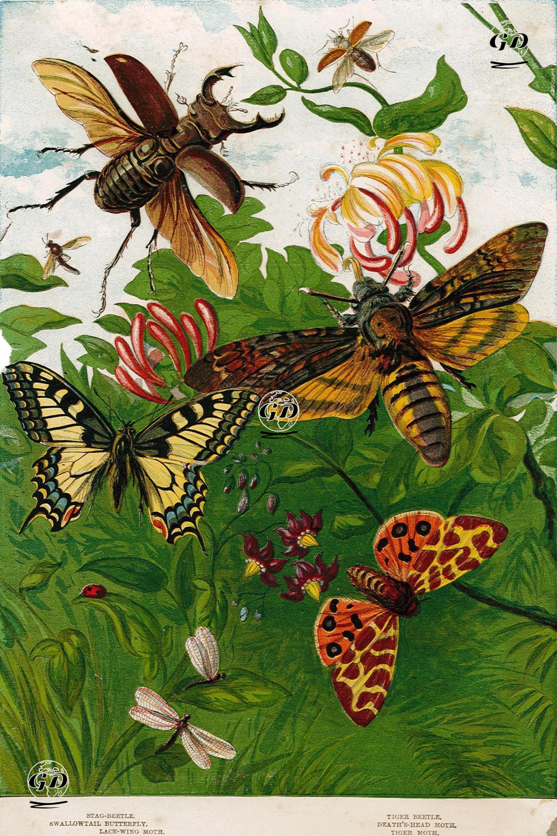 July And August-Stag Beetle, Swallowtail Butterfly, Lace Wing Moth, Tiger Beetle, Death's Head Moth, Tiger Moth -  - 1859