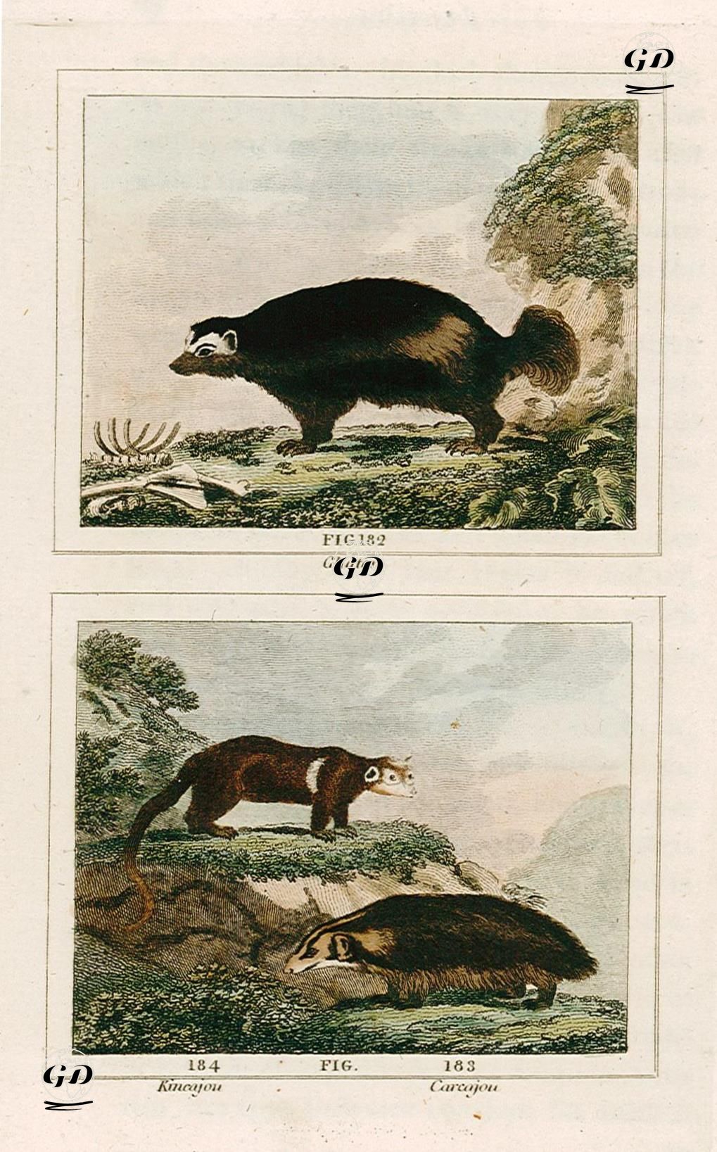 Kutup Porsuğu, Kinkaju, Porsuk - Georges Buffon (1707-1788) - 1797
