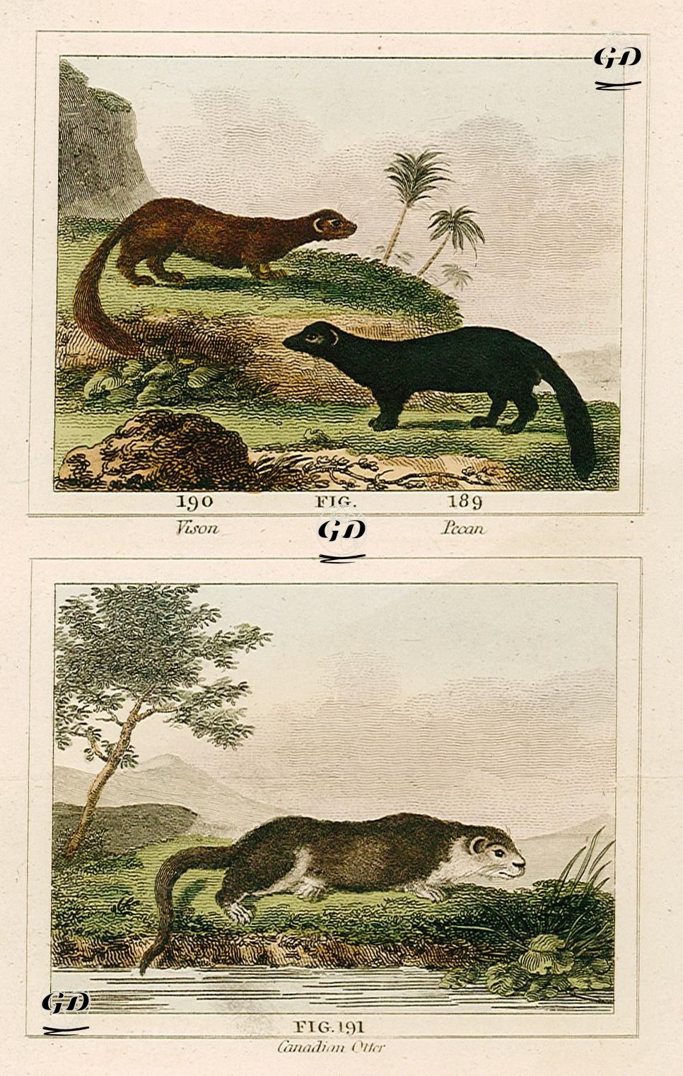 Vison, Pecan, Canadian Otter - Georges Buffon (1707-1788) - 1797