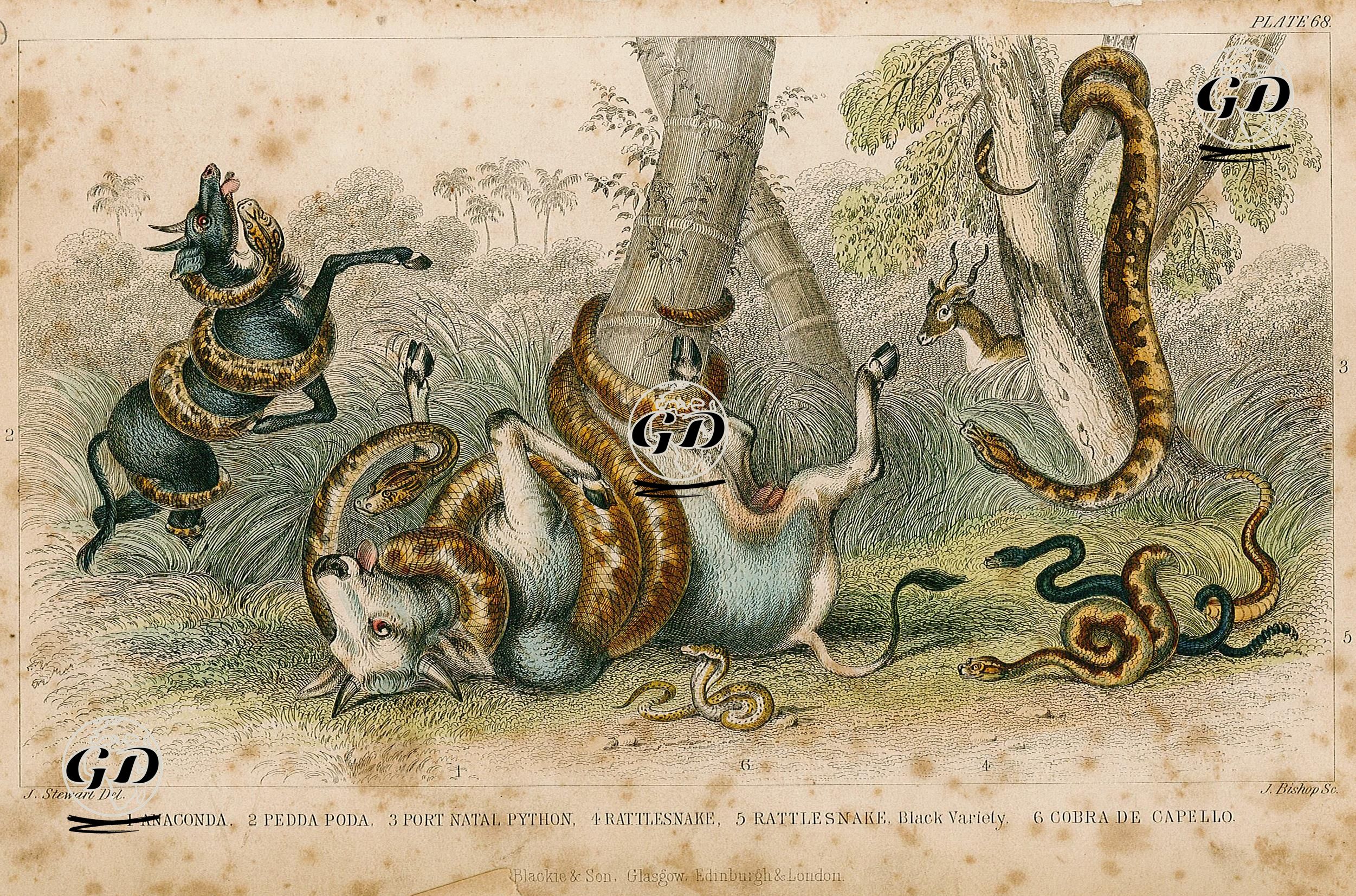1.Anagonda 2.Pedda Poda 3.Port Natal Python 4.Rattlesnake 5.Rattlesnake Black Variety 6.Cobra De Capello - James S.Stewart (1791-1863) - 1859