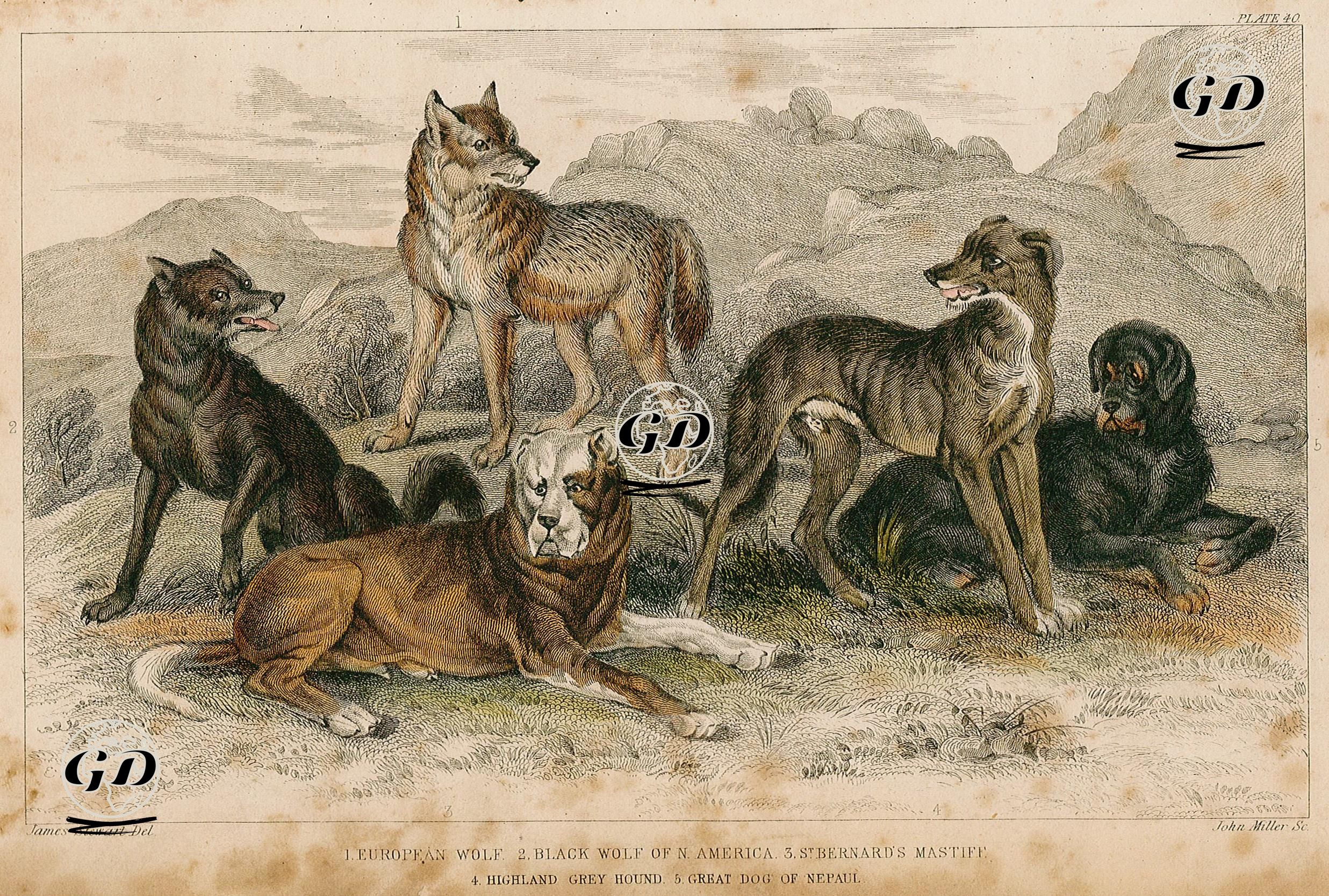 1.Avrasya Kurdu 2.Kara Kurt 3.Saint Bernard 4.Greyhound 5.Büyük Nepal Köpeği - James S.Stewart (1791-1863) - 1859
