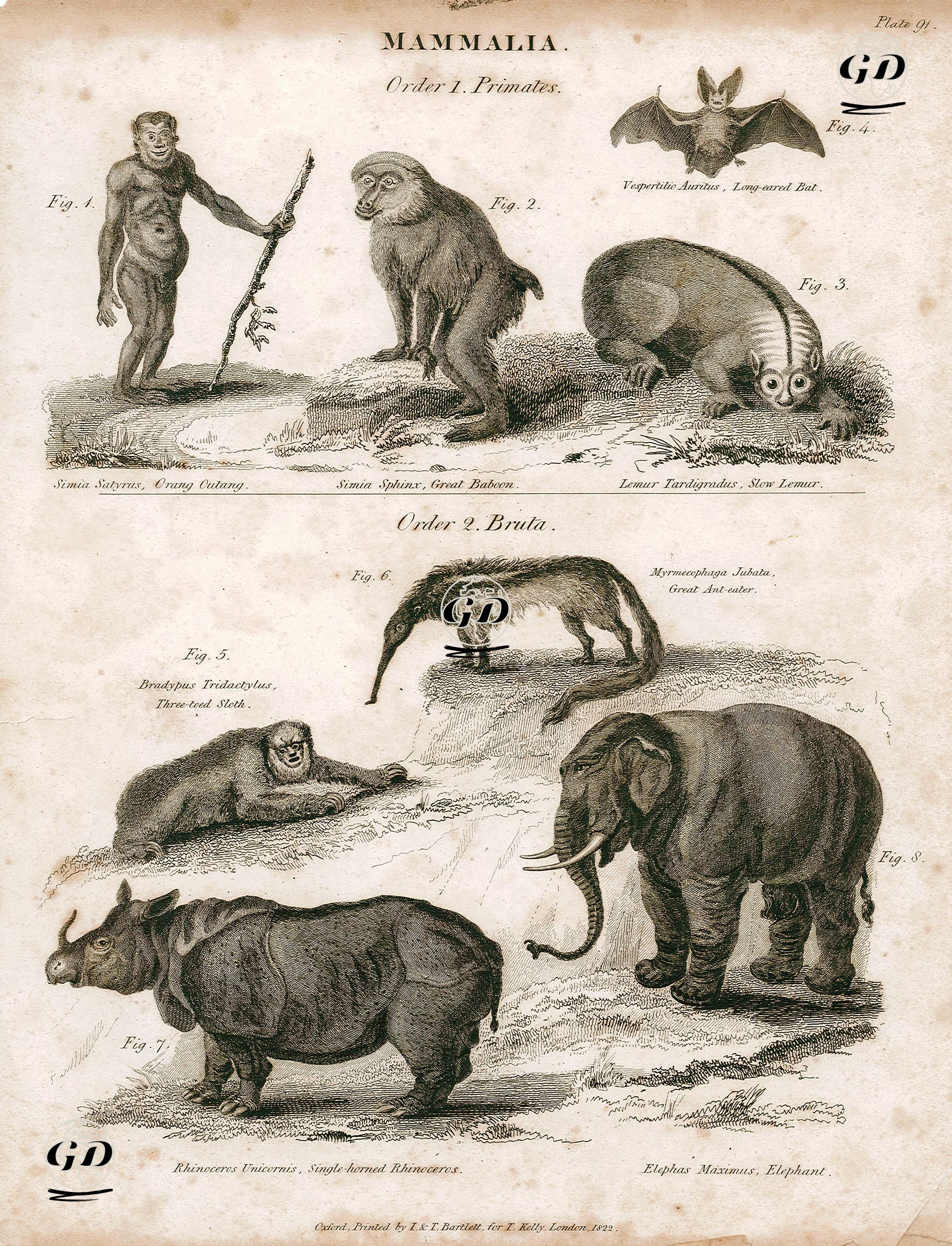Memeliler-Primatlar-1.Orangutan 2.Babun 3.Lemur 4.Kahverengi Uzun Kulaklı Yarasa -Bruta-5.Üç Parmaklı Tembel Hayvanlar 6.Karınca Yiyen 7.Hint Gergedan(Tek Boynuzlu) 8.Fil -  - 1822