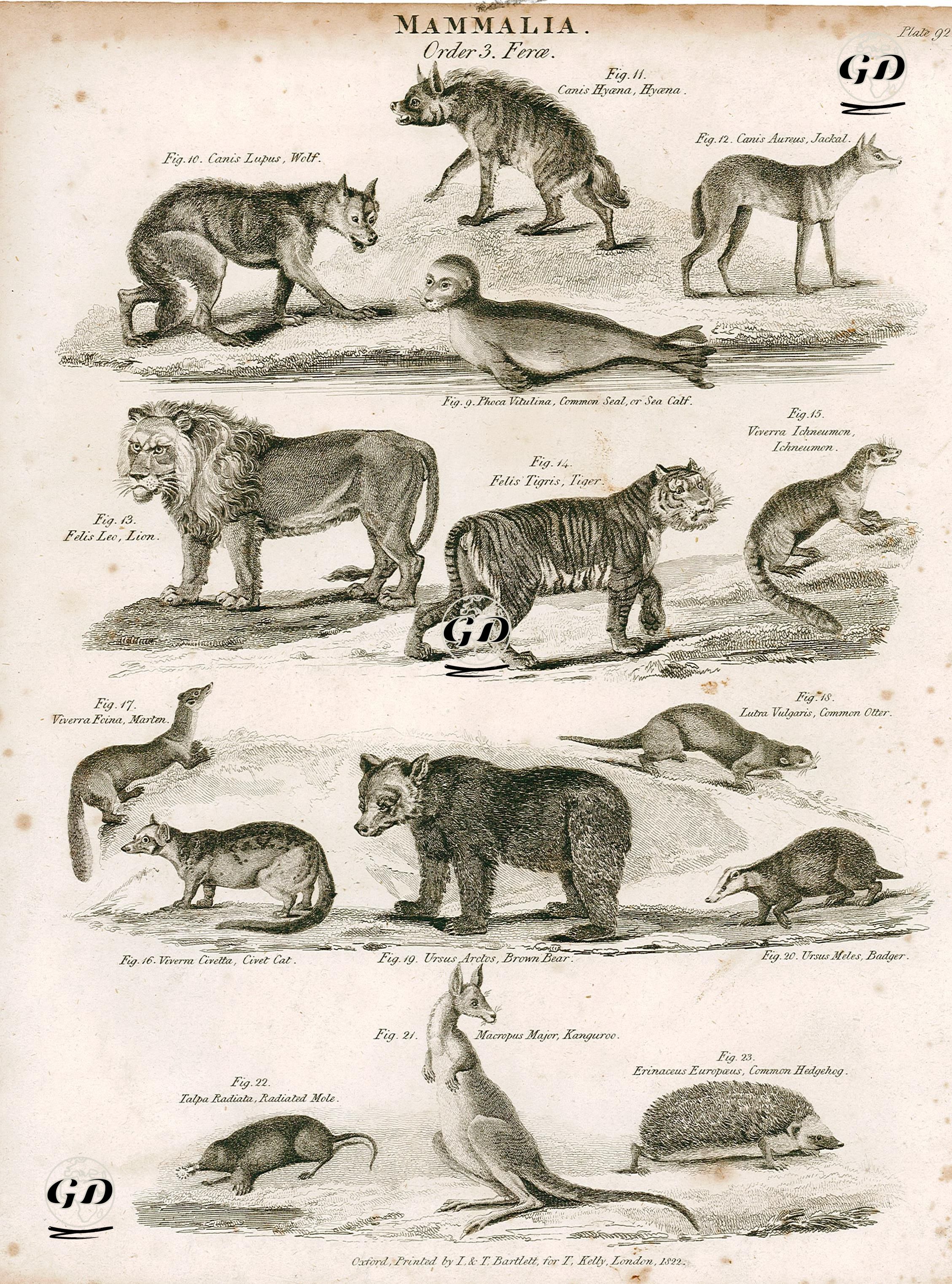 Mammalia-Ferae- 9.Phoca Vitulina, Common Seal, or Sea Calf 10.Canis Lupus, Wolf 11.Canis Hyaena, Hyaena 12.Canis Aureus, Jackal 13.Felis Leo, Lion 14.Felis Tigris, Tiger 15.Viverra Ichneumon, Ichneumon 16.Viverna Civetta, Civet Cat  17.Viverra Foina, Marten 18.Lutra Vulgaris, Common Otter 19.Ursus Arctos, Brown Bear 20.Ursus Meles, Badger 21.Macropus Major, Kanguroo 22.Talpa Radiata, Radiated Mole 23.Erinaceus Europaeus, Common Hedgehog -  - 1822