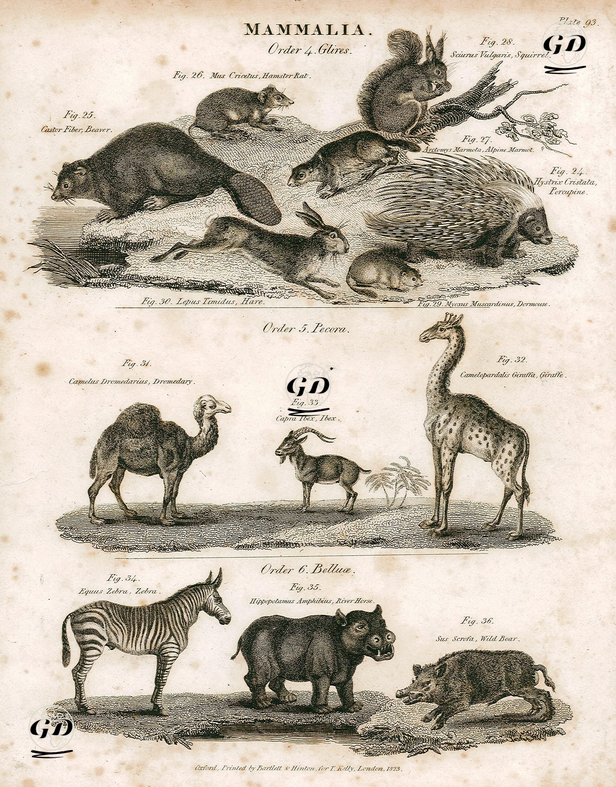 Mammalia-Glires-24.Hystrix Cristata, Porcupine 25.Castor Fiber, Beaver 26.Mus Cricetus, Hamster Rat 27.Arctomys Marmota, Alpine Marmot 28.Sciurus Vulgaris, Squirrel 29.Myoxus Muscardinus, Dormouse 30.Lepus Timidus, Hare-Pecora-31.Camelus Dromedarius, Dromedary 32.Camelopardalis Giraffa, Giraffe 33.Copra Ibex, Ibex-Belluae-34.Equus Zebra, Zebra 35.Hippopotamus Amphibius, River Horse 36.Sus Scrofa, Wild Boar -  - 1823