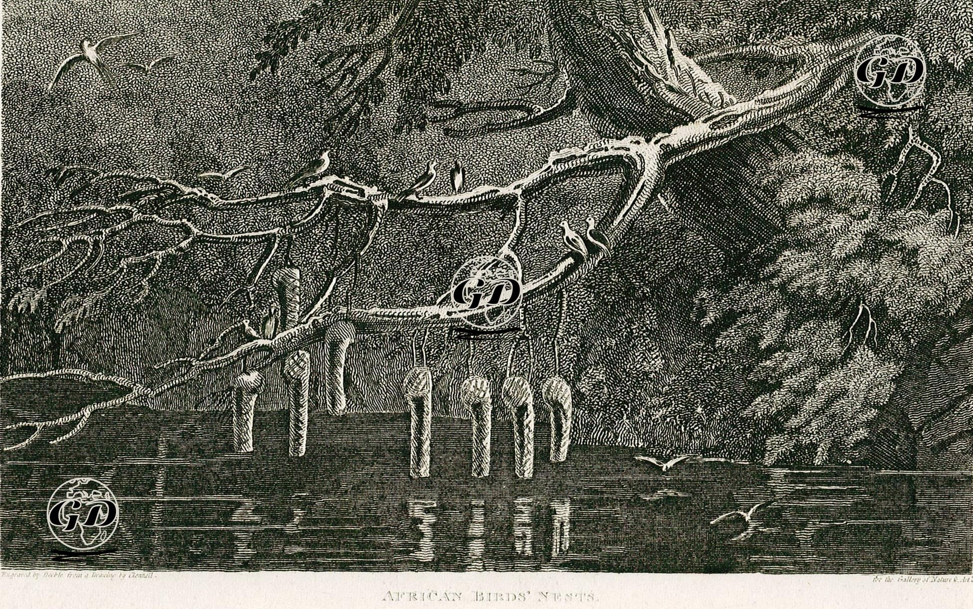 African Birds' Nests - Luke Clennell (1781-1840) - 1820's