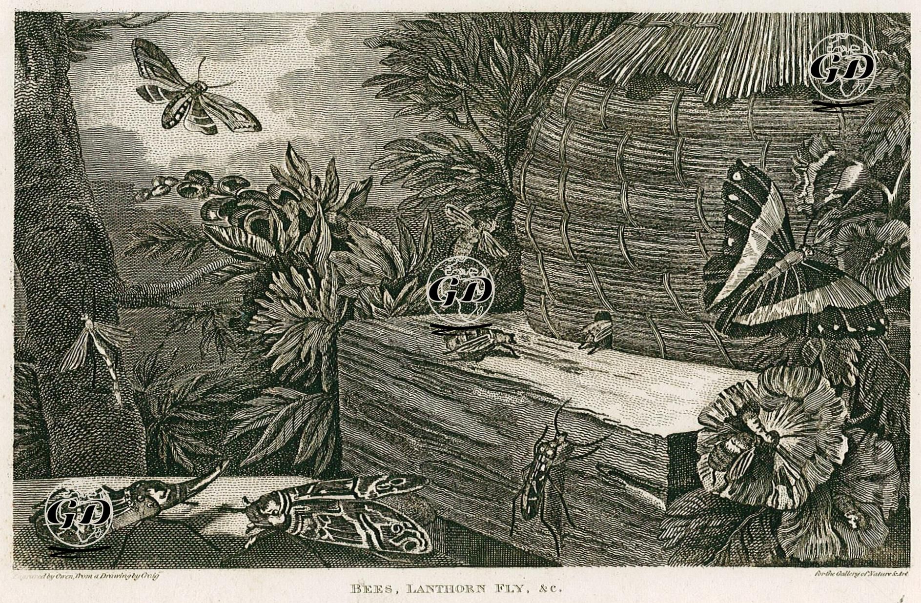 Arılar Ve Ateş Böceği - William Marshall Craig (1765-1834) - 1820's