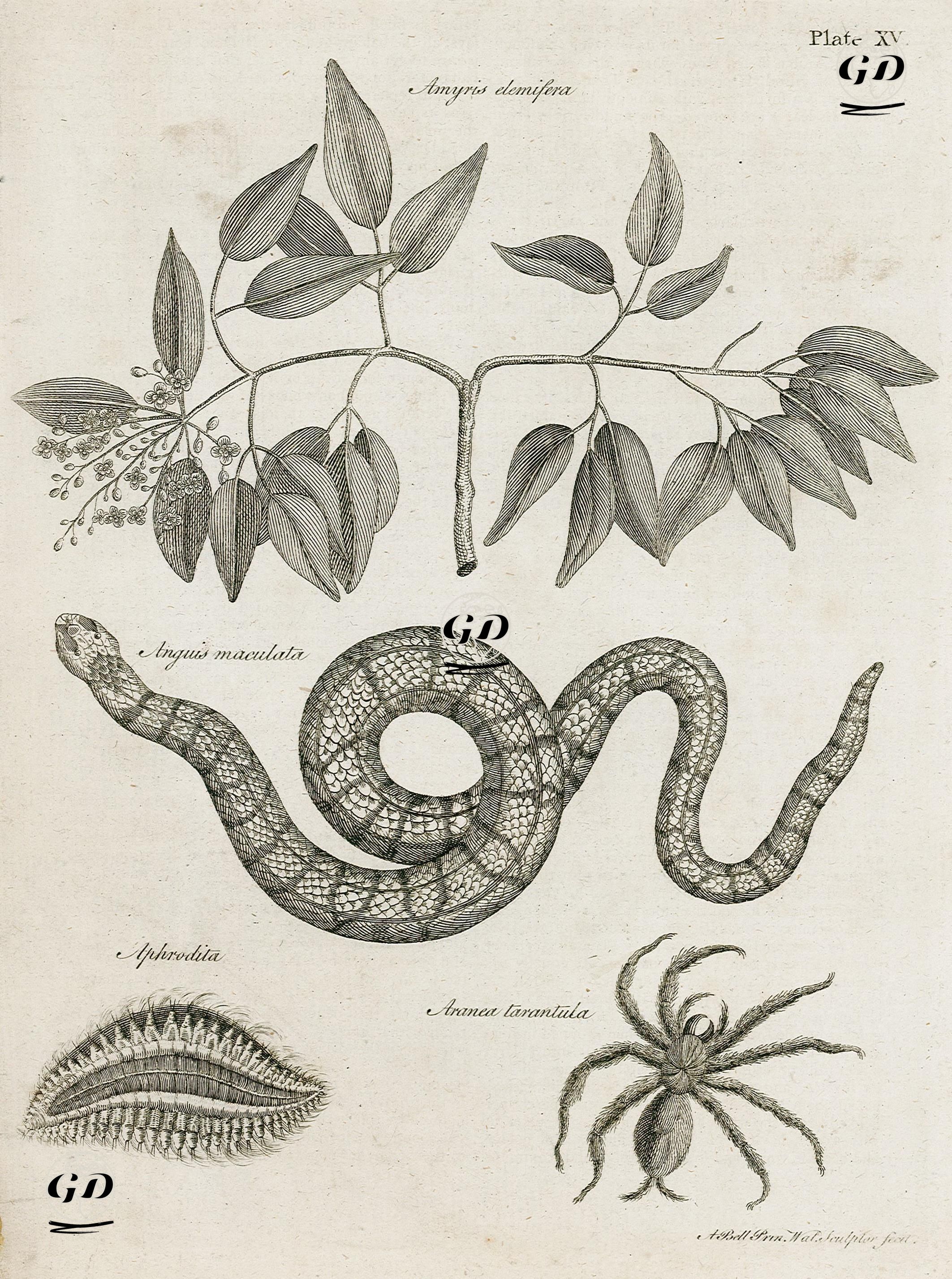 Amyris Elemifera Bitkisi, Sri Lanka Yılanı, Deniz Köstebeği, Aranea Tarantula Örümceği - Andrew Bell (1726-1809) - 1797