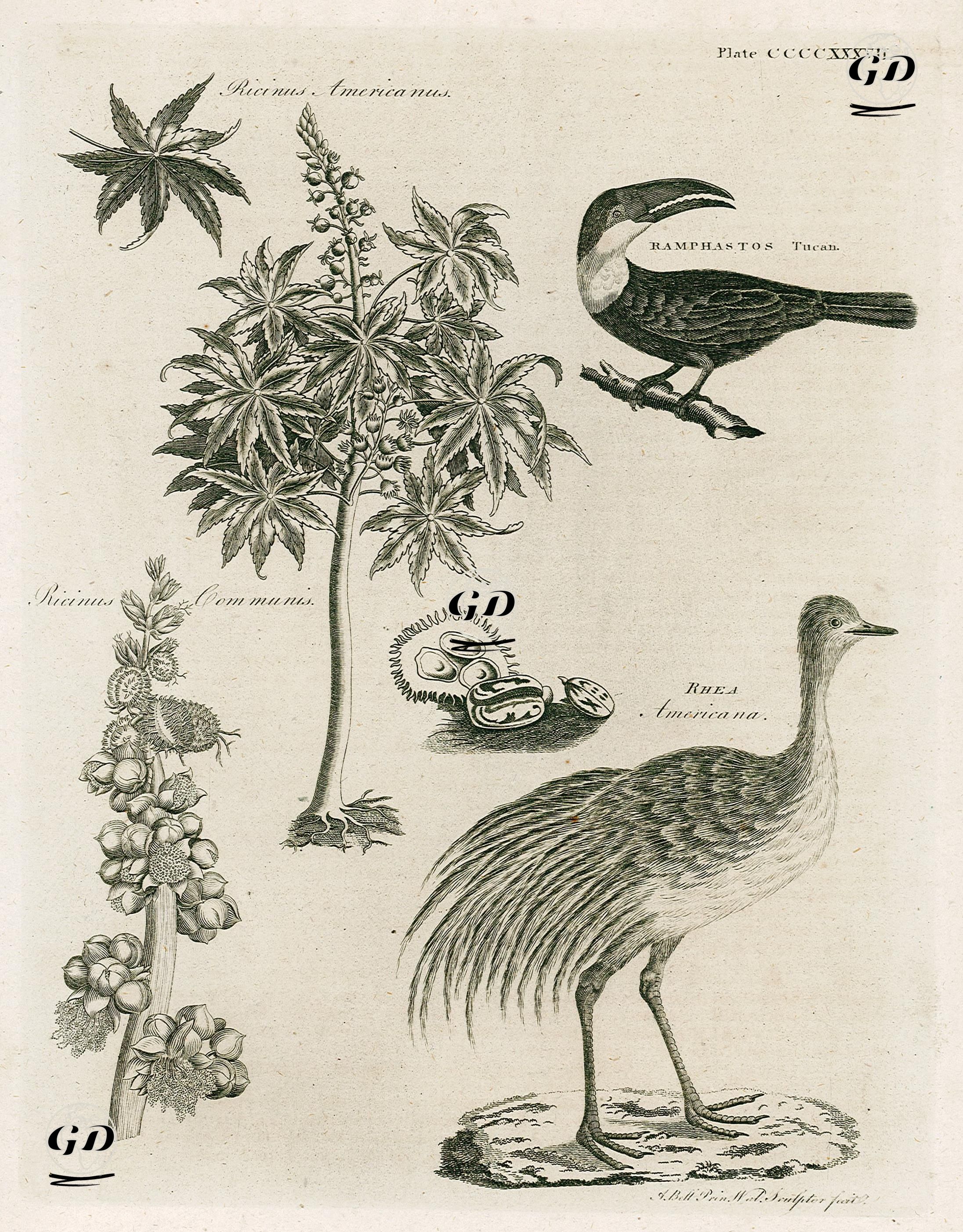 Jatropha Curcas Bitkisi, Tukan Kuşu, Hint Yağı Bitkisi, Nandu Kuşu - Andrew Bell (1726-1809) - 1797