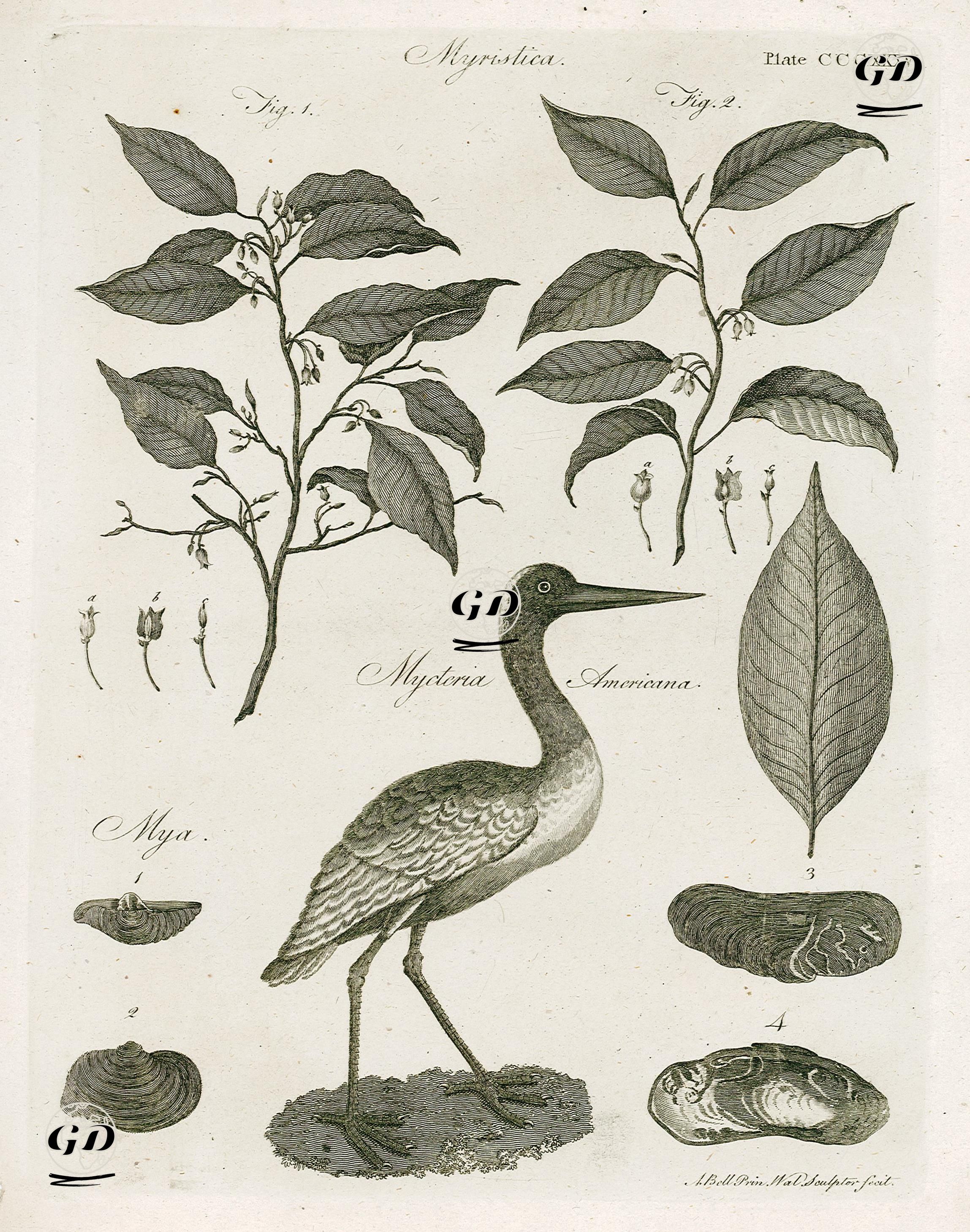 Küçük Hindistan Cevizi Ağacı, Leylek, Kabuklar - Andrew Bell (1726-1809) - 1797
