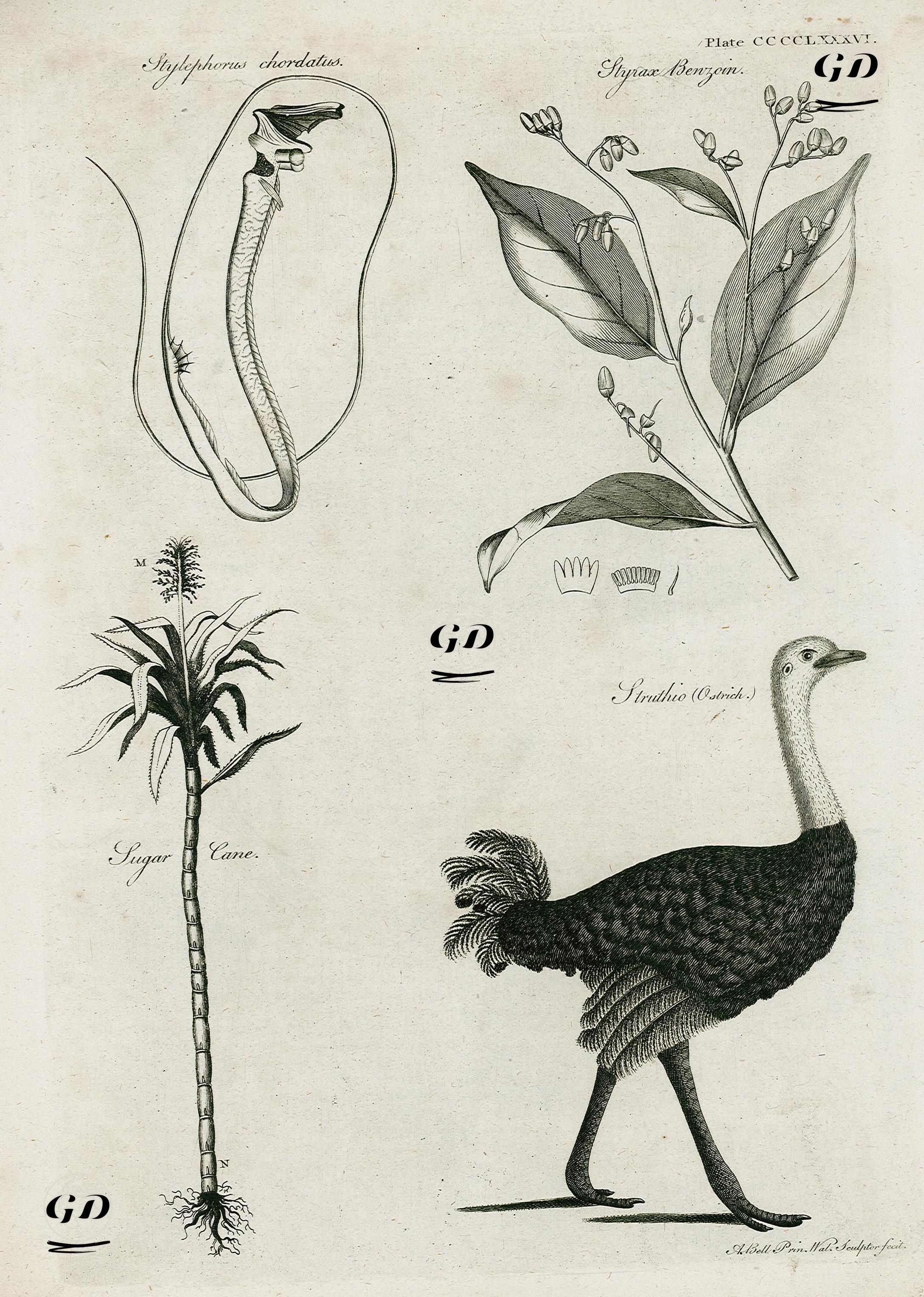 Tube-Eye Balığı, Styrax Benzoin Bitkisi, Şekerkamışı, Devekuşu - Andrew Bell (1726-1809) - 1797