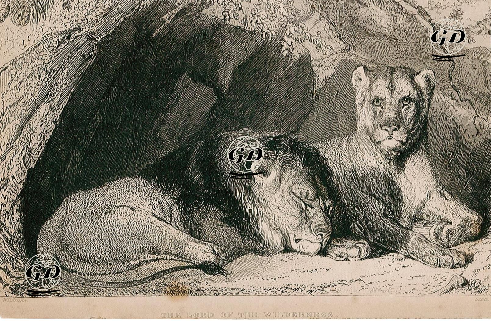 Ormanın Kralı Aslan - George Tattersall(Wildrake) (1817-1849) - 1830's