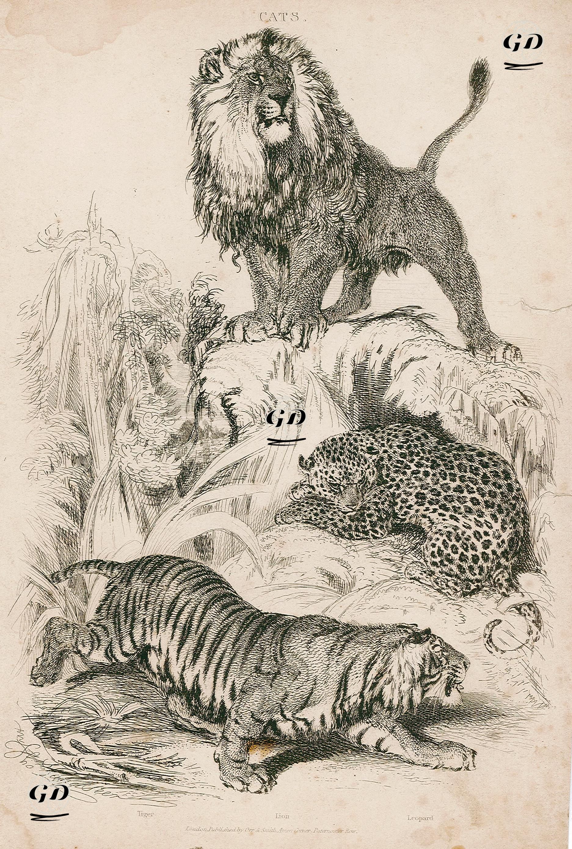 Cats-Tiger, Lion, Leopard -  - 1850's