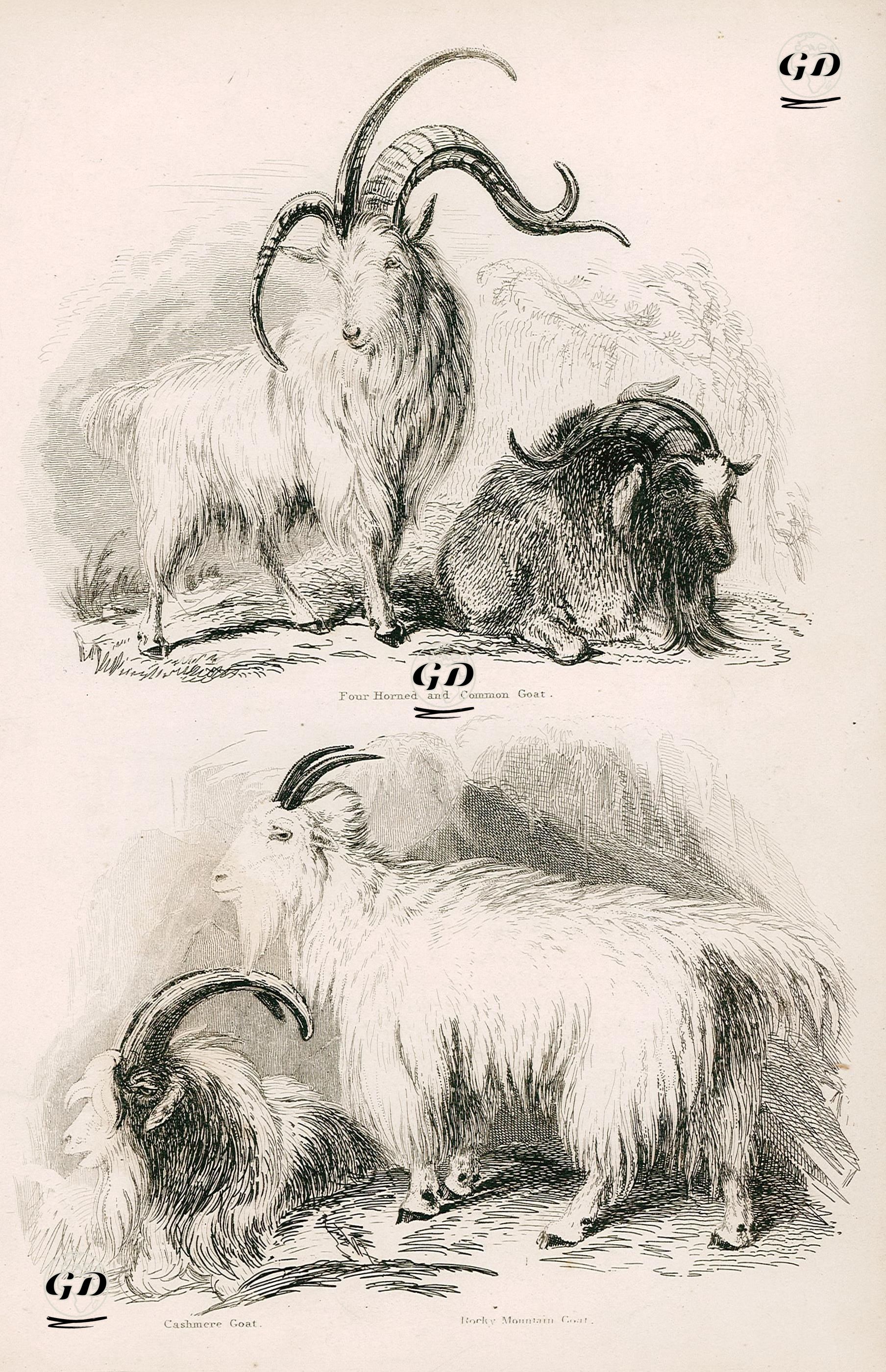 Dört Boynuzlu Keçi, Keçi, Cashmere Keçisi, Dağ Keçisi -  - 1850's