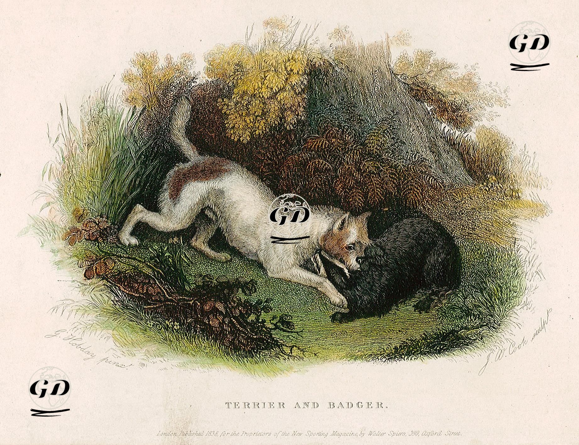 Terrier Ve Bagger - G.Hobday - 1838