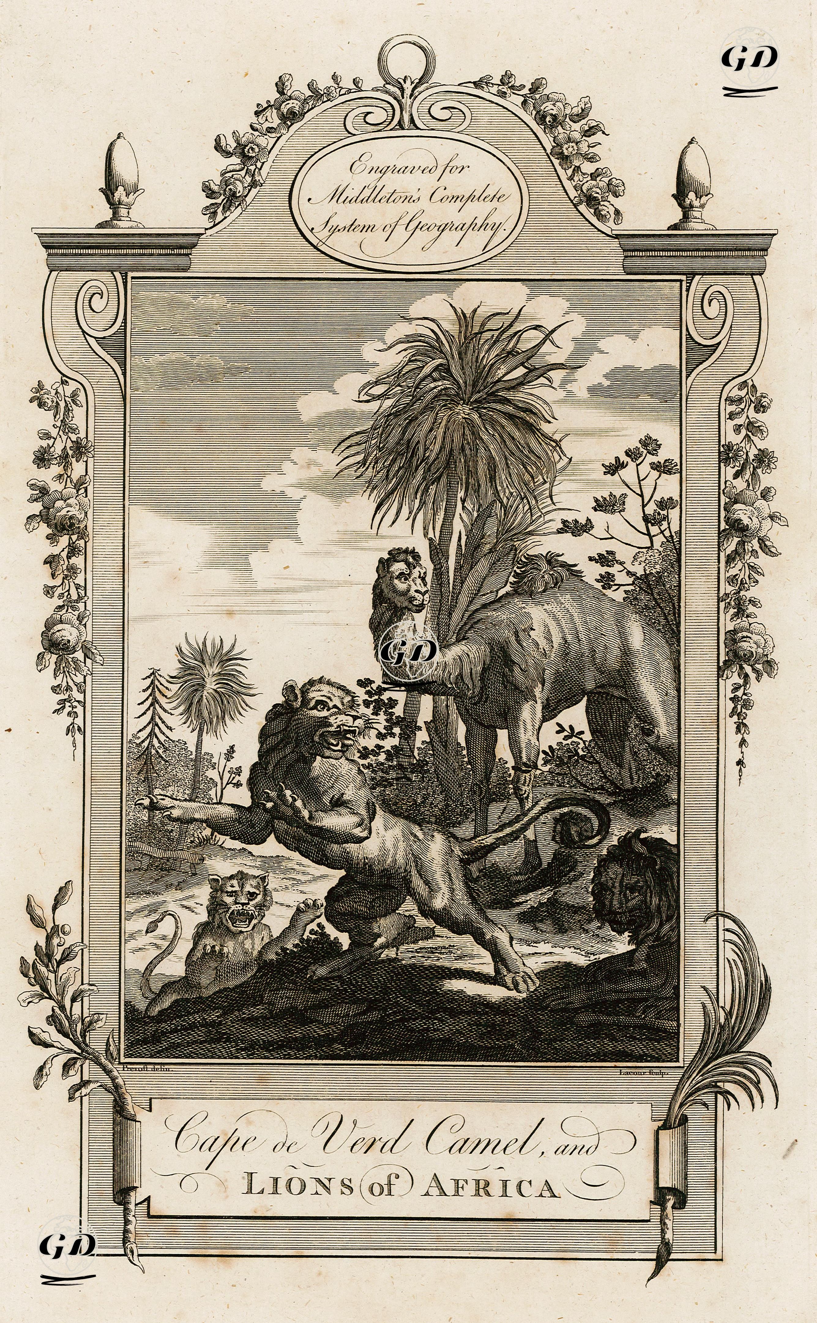 Afrikanın Aslanları Ve Devesi - Prevoft - 1777