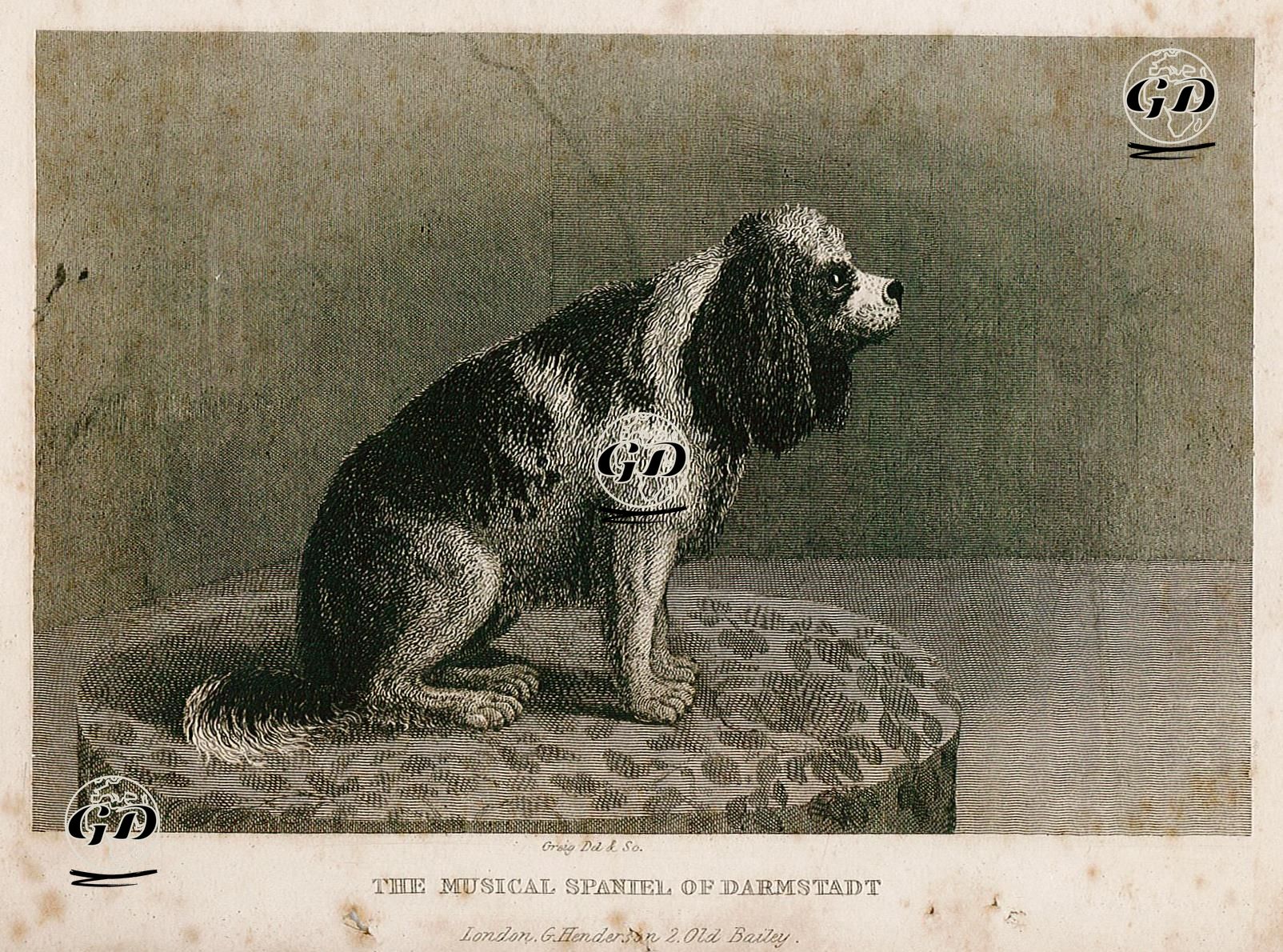 The Musical Spaniel Of Darmstadt - William Marshall Craig (1765-1834) - 1850's