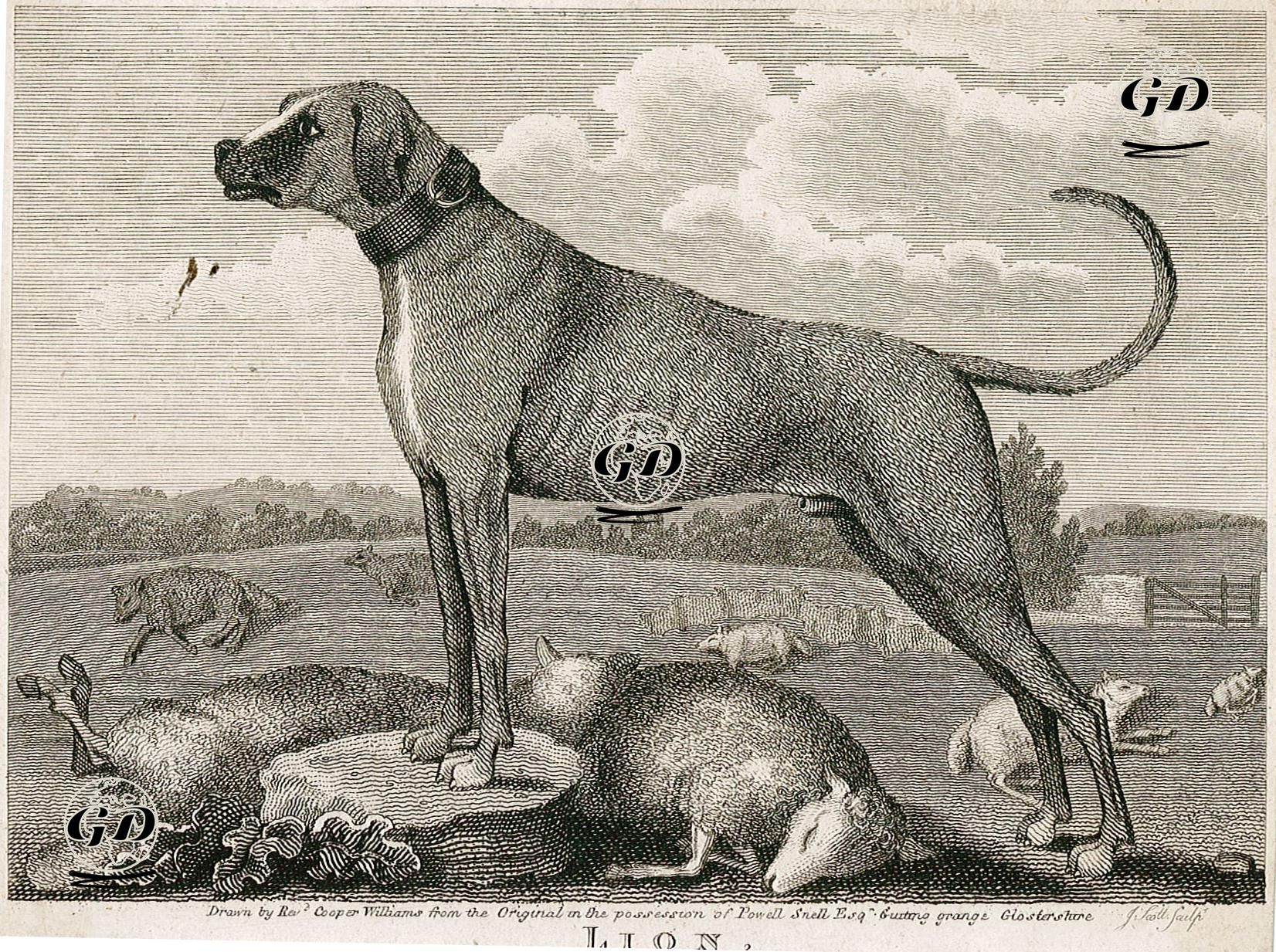 Lion - Cooper Williams - 1820's