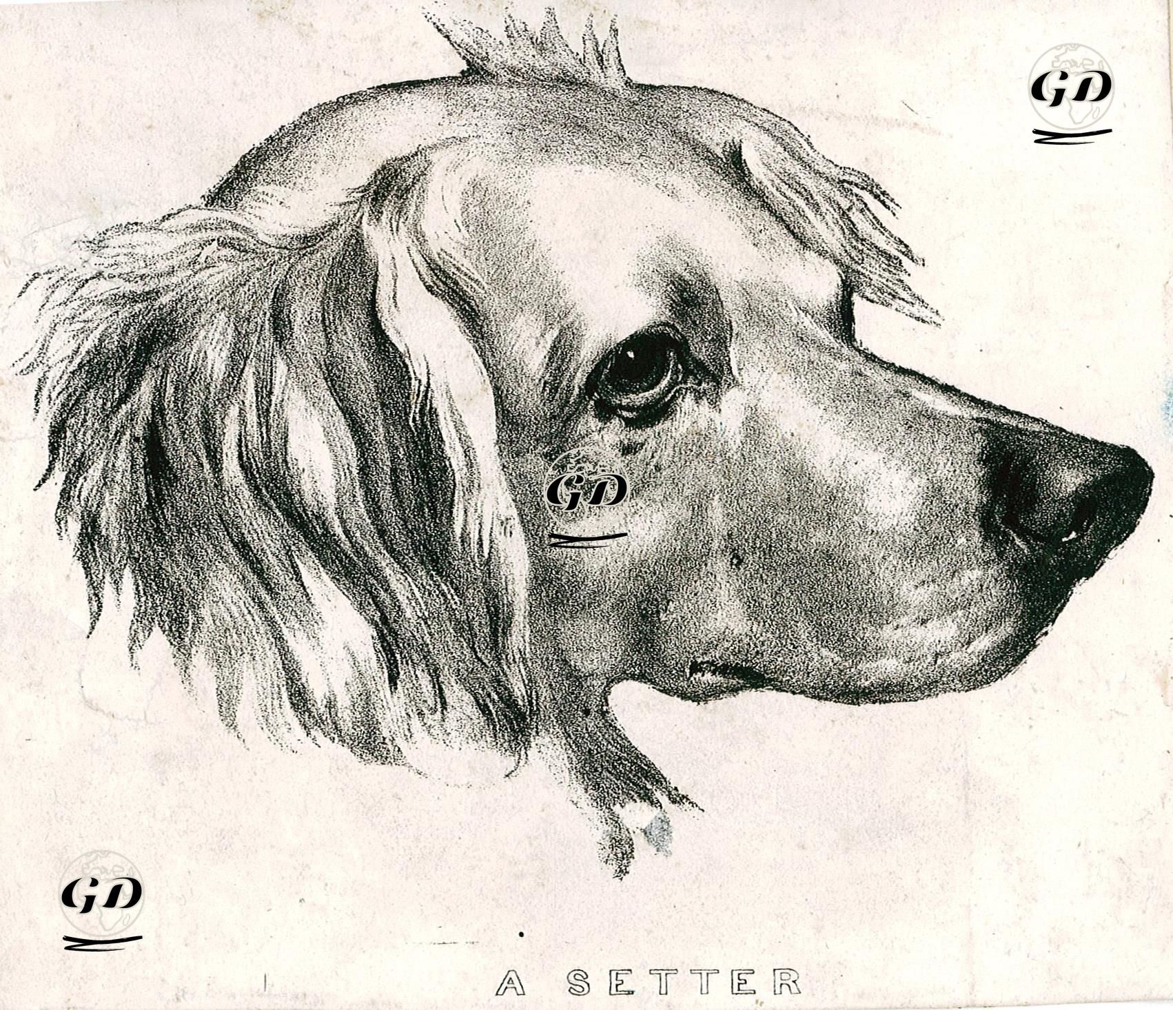 A Setter -  - 1890's