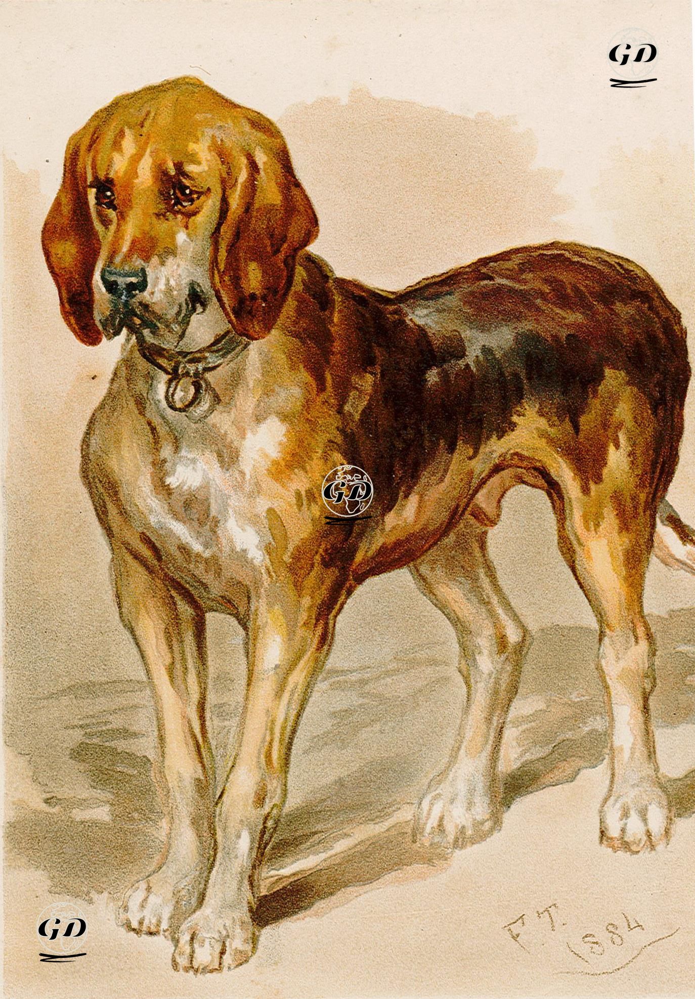 Dog - F.T. - 1890's