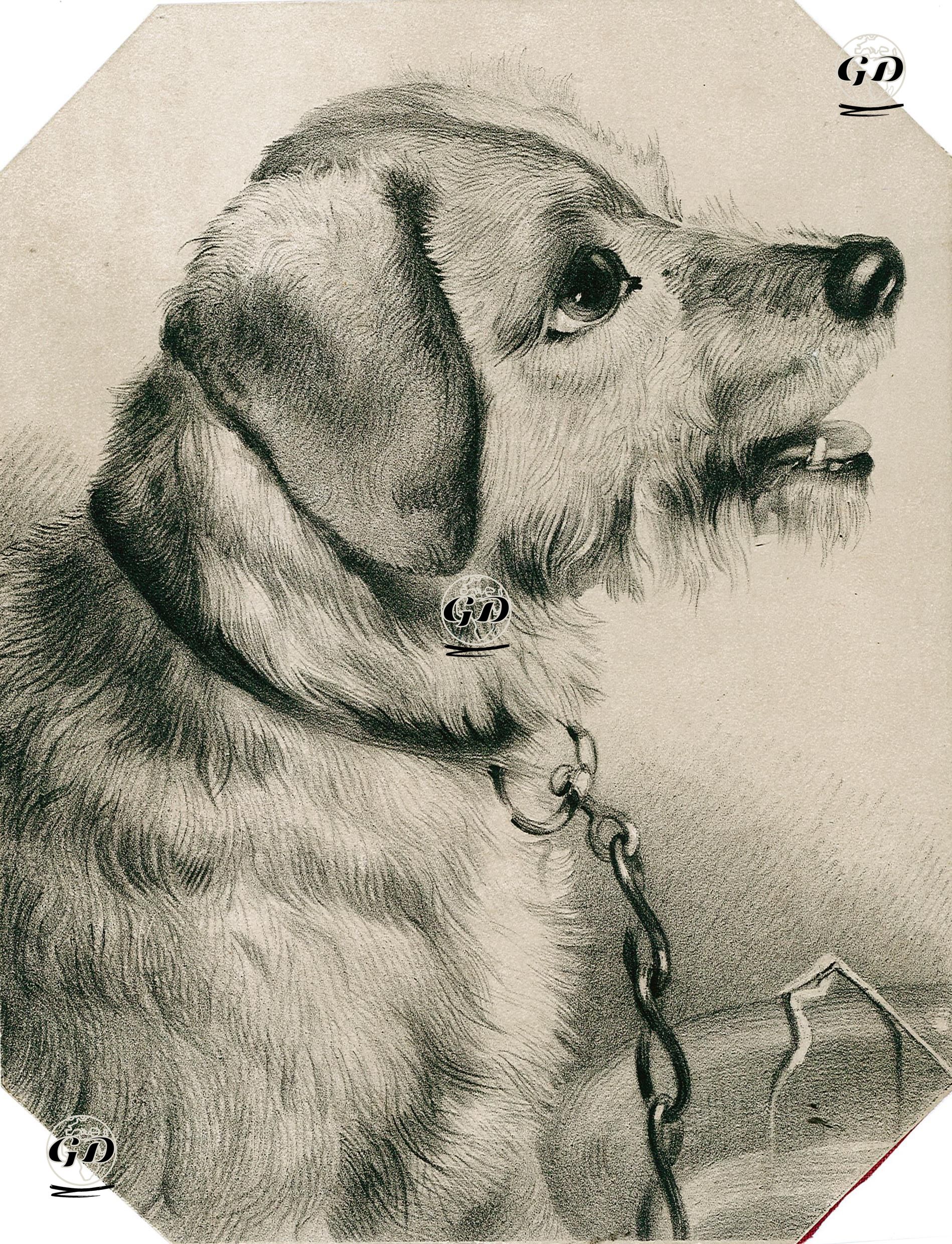 Dog -  - 1890's