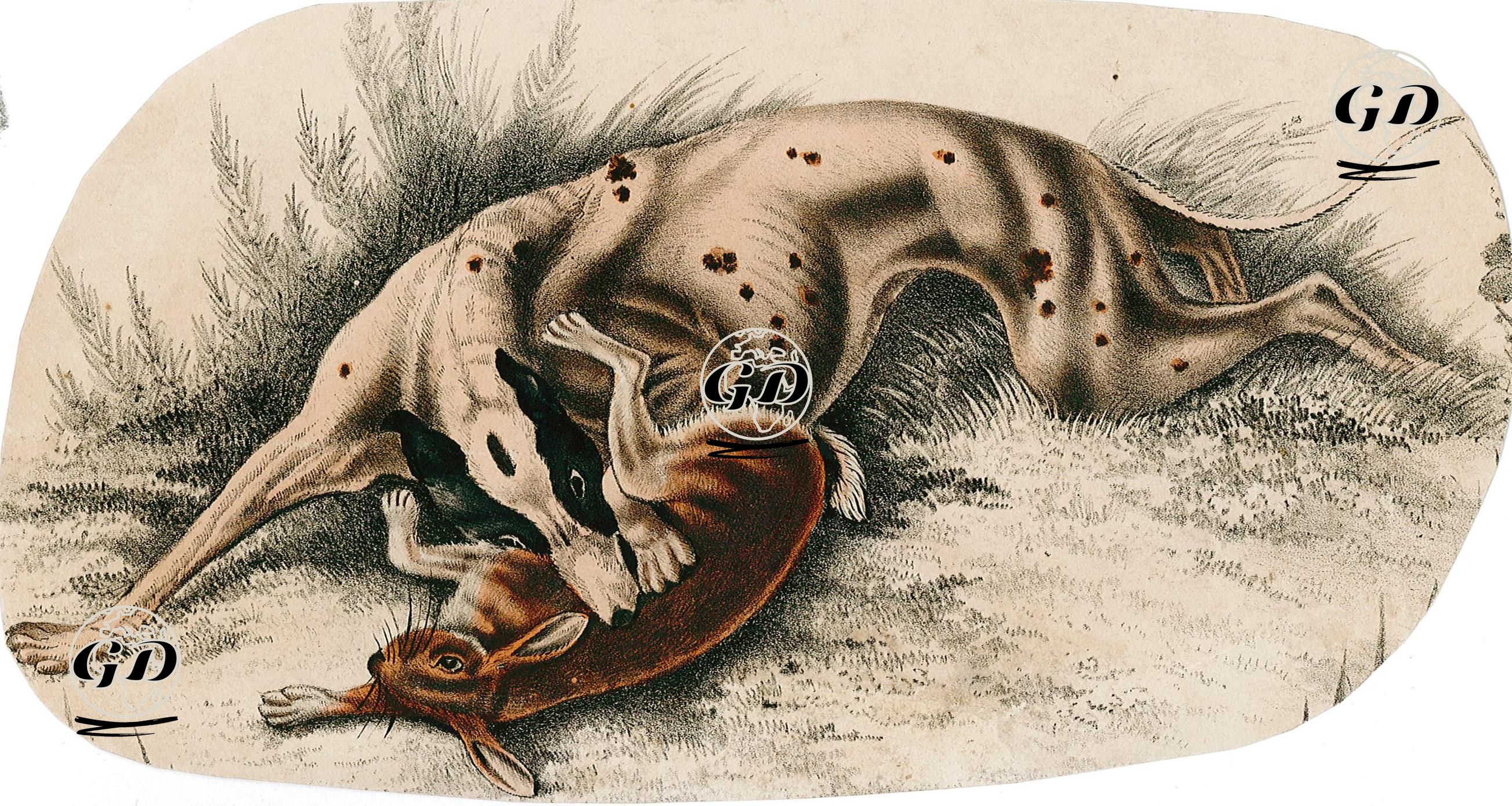 Köpek-Tavşan -  - 1850's